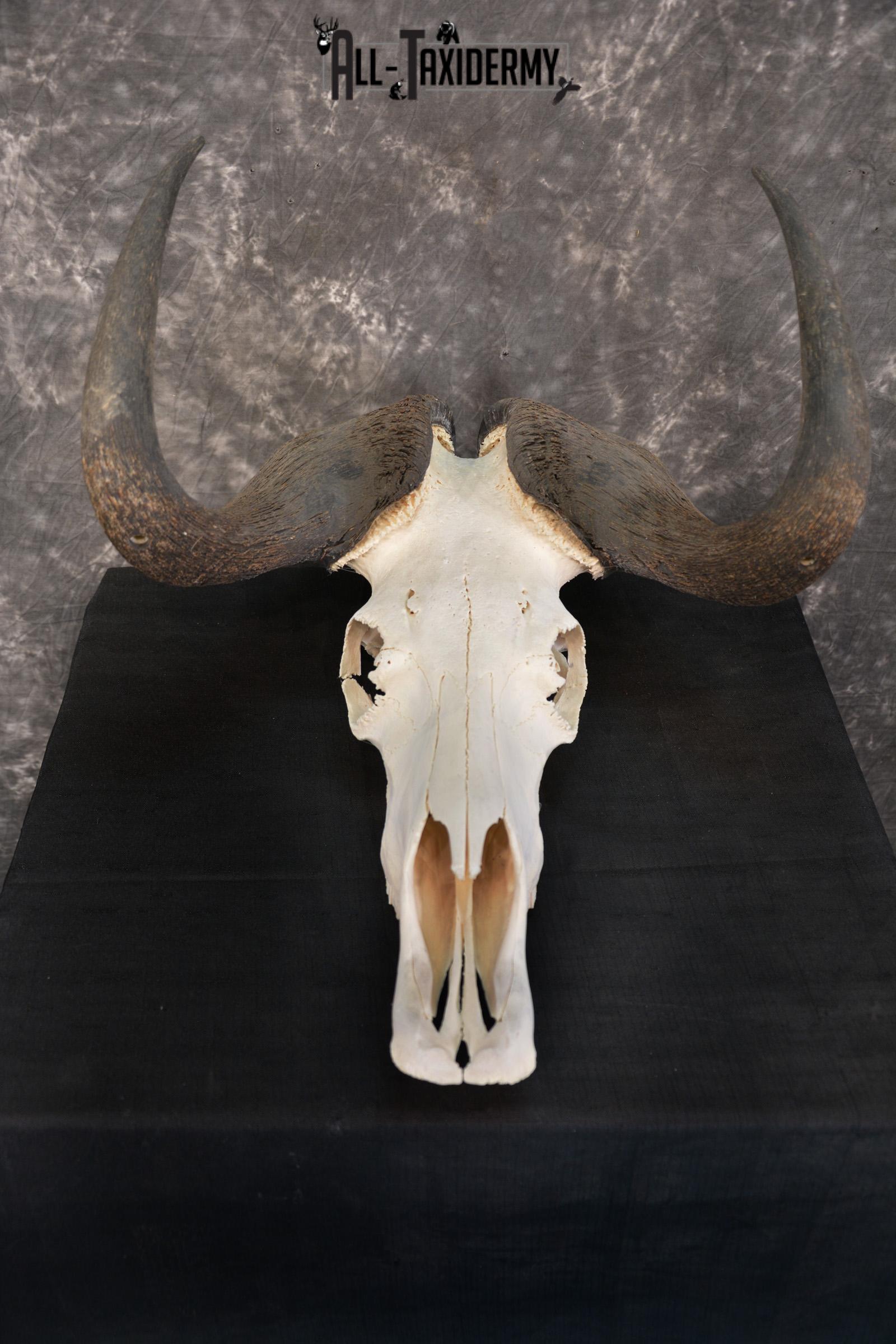 African Black Wildebeest Skull taxidermy for sale SKU 1480 - Image 6