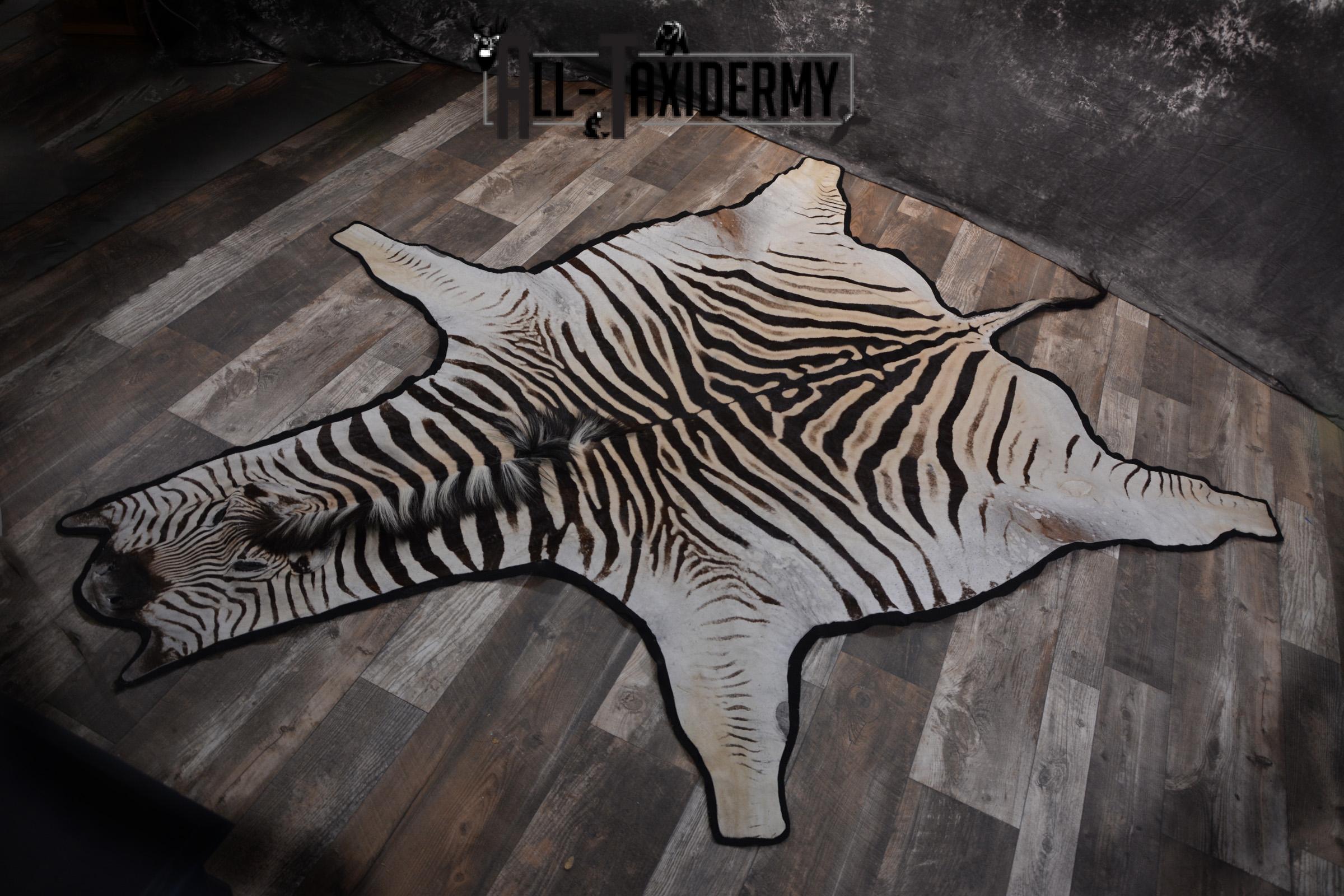 African Zebra Rug taxidermy mount for sale SKU 1481 - Image 2