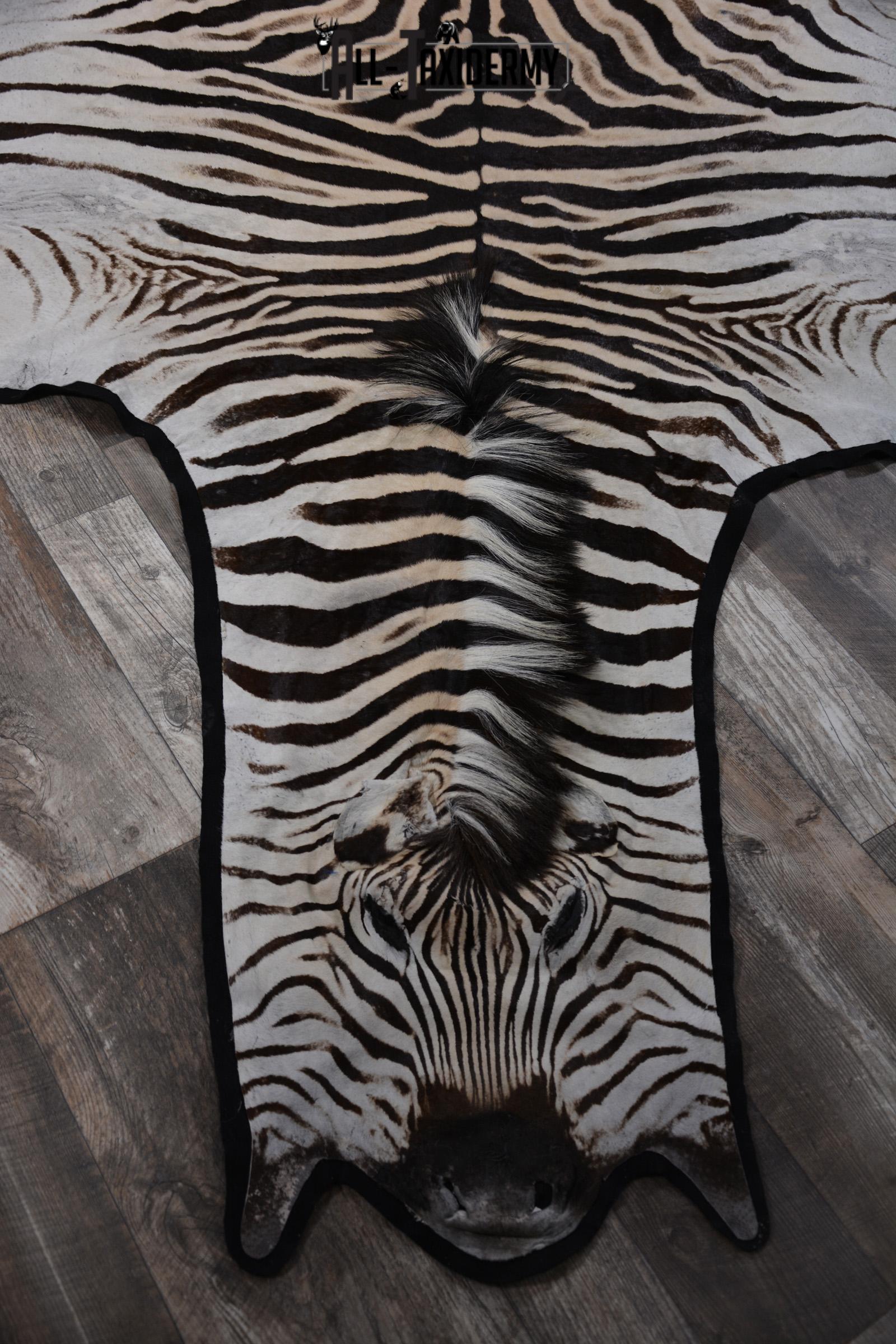 African Zebra Rug taxidermy mount for sale SKU 1481 - Image 3