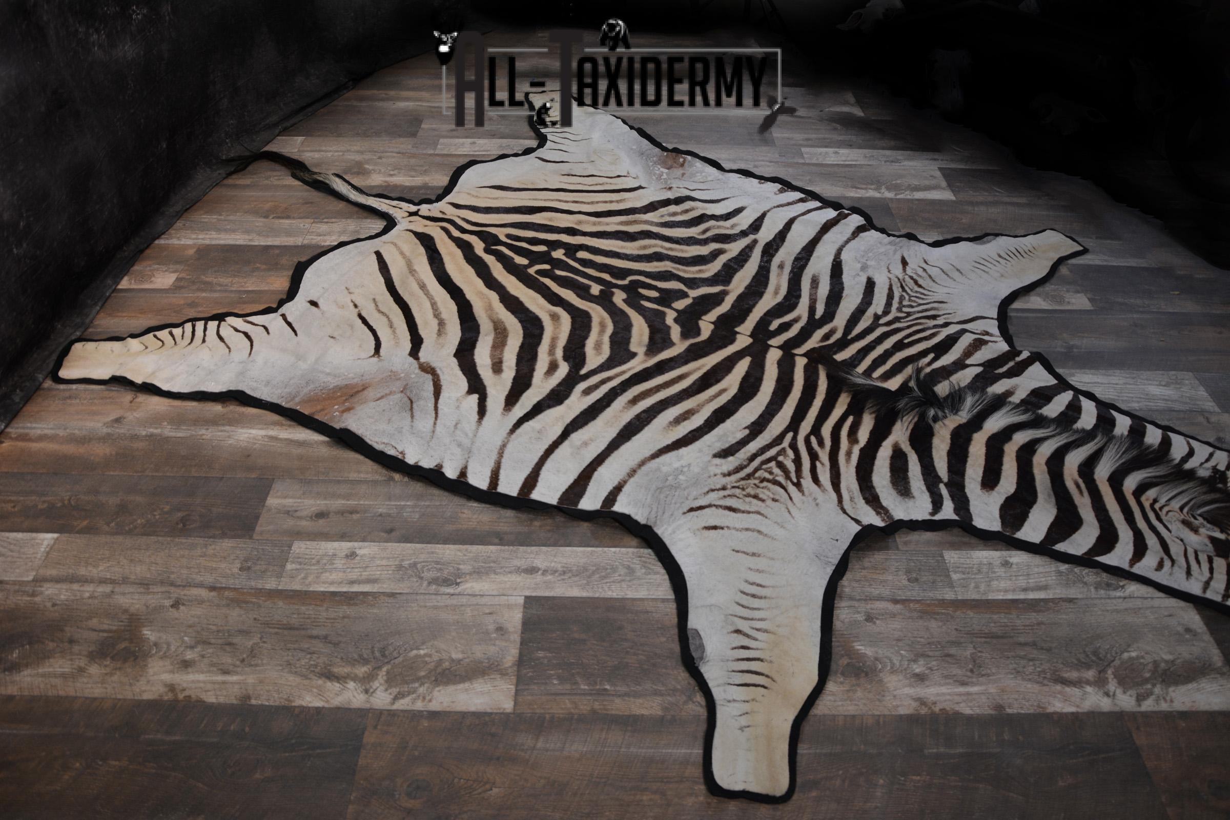 African Zebra Rug taxidermy mount for sale SKU 1481 - Image 4