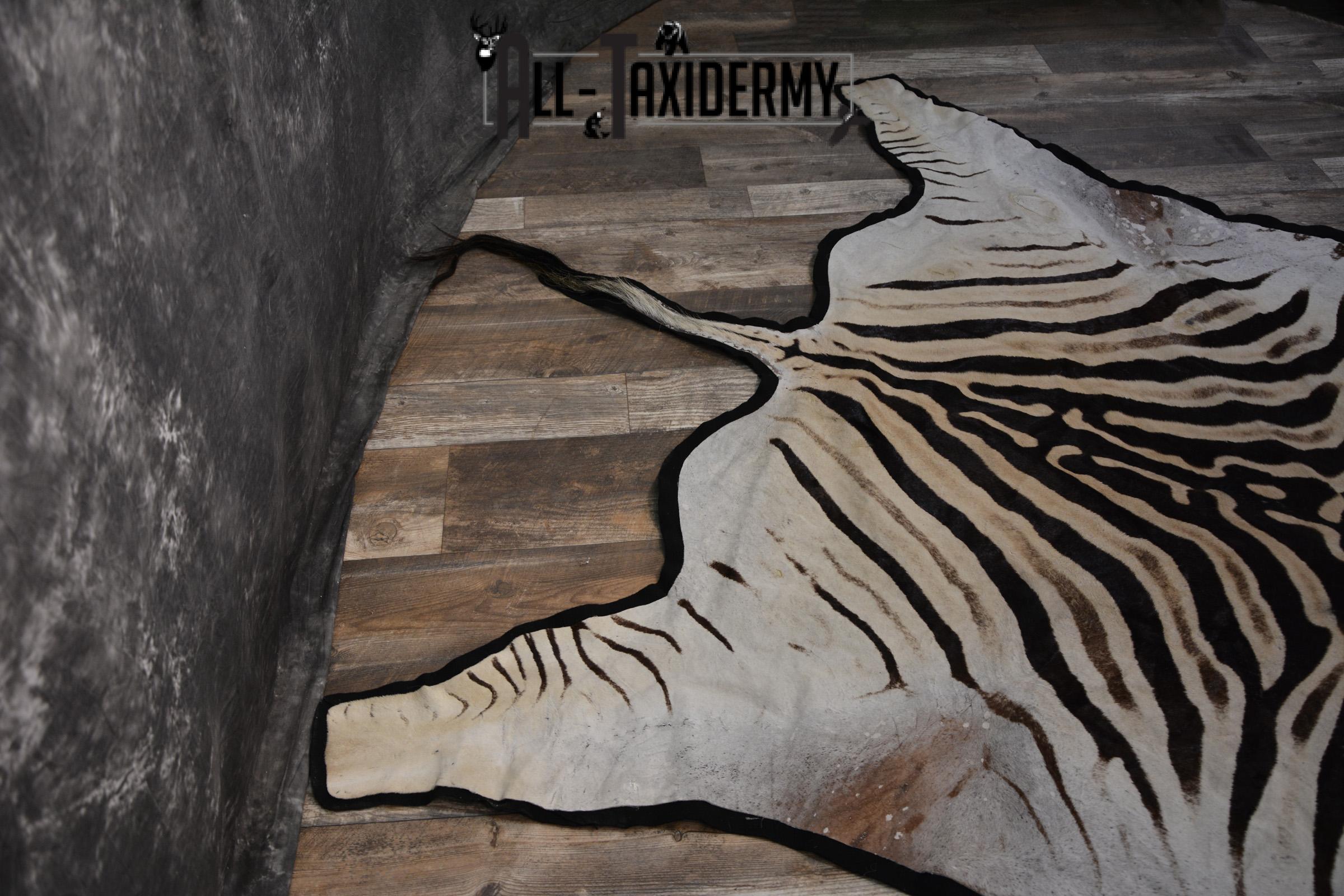 African Zebra Rug taxidermy mount for sale SKU 1481 - Image 5