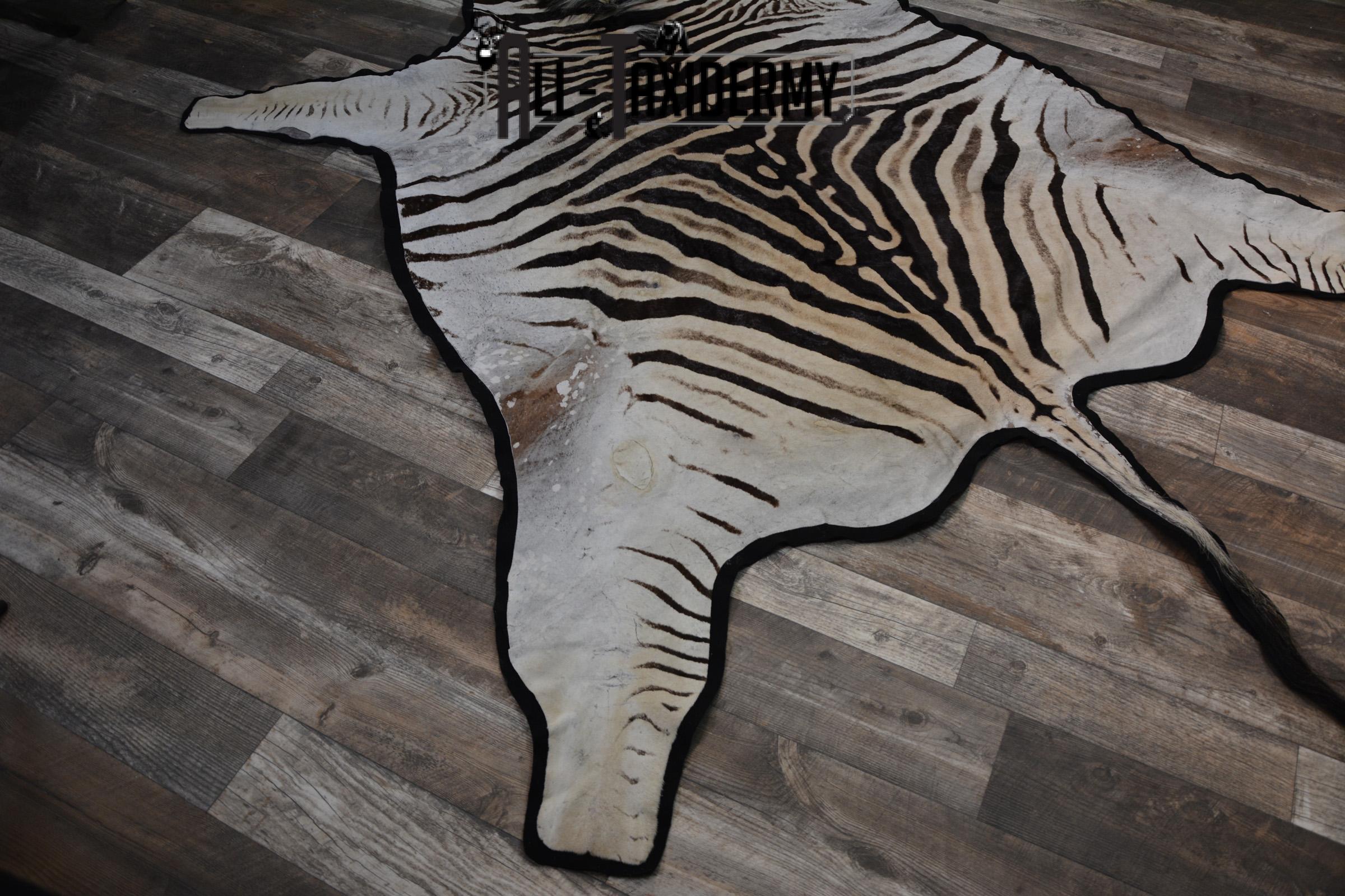 African Zebra Rug taxidermy mount for sale SKU 1481 - Image 6