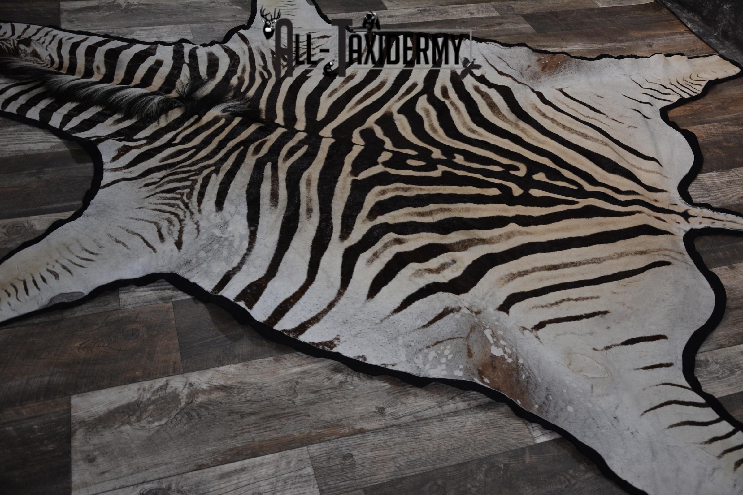African Zebra Rug taxidermy mount for sale SKU 1481 - Image 7