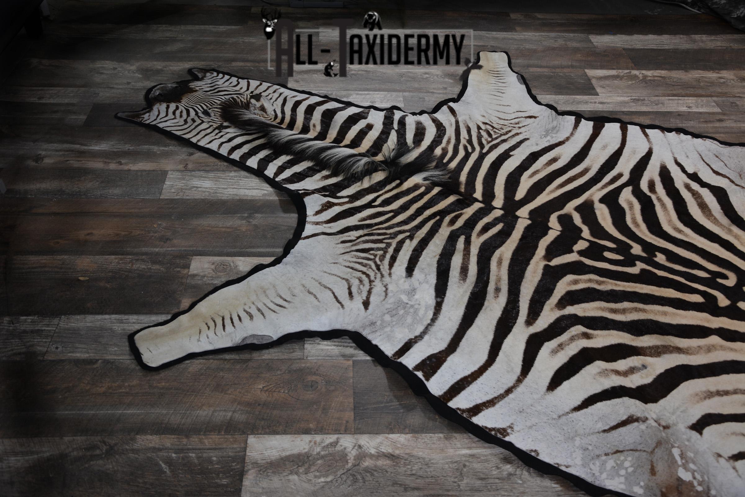 African Zebra Rug taxidermy mount for sale SKU 1481 - Image 8