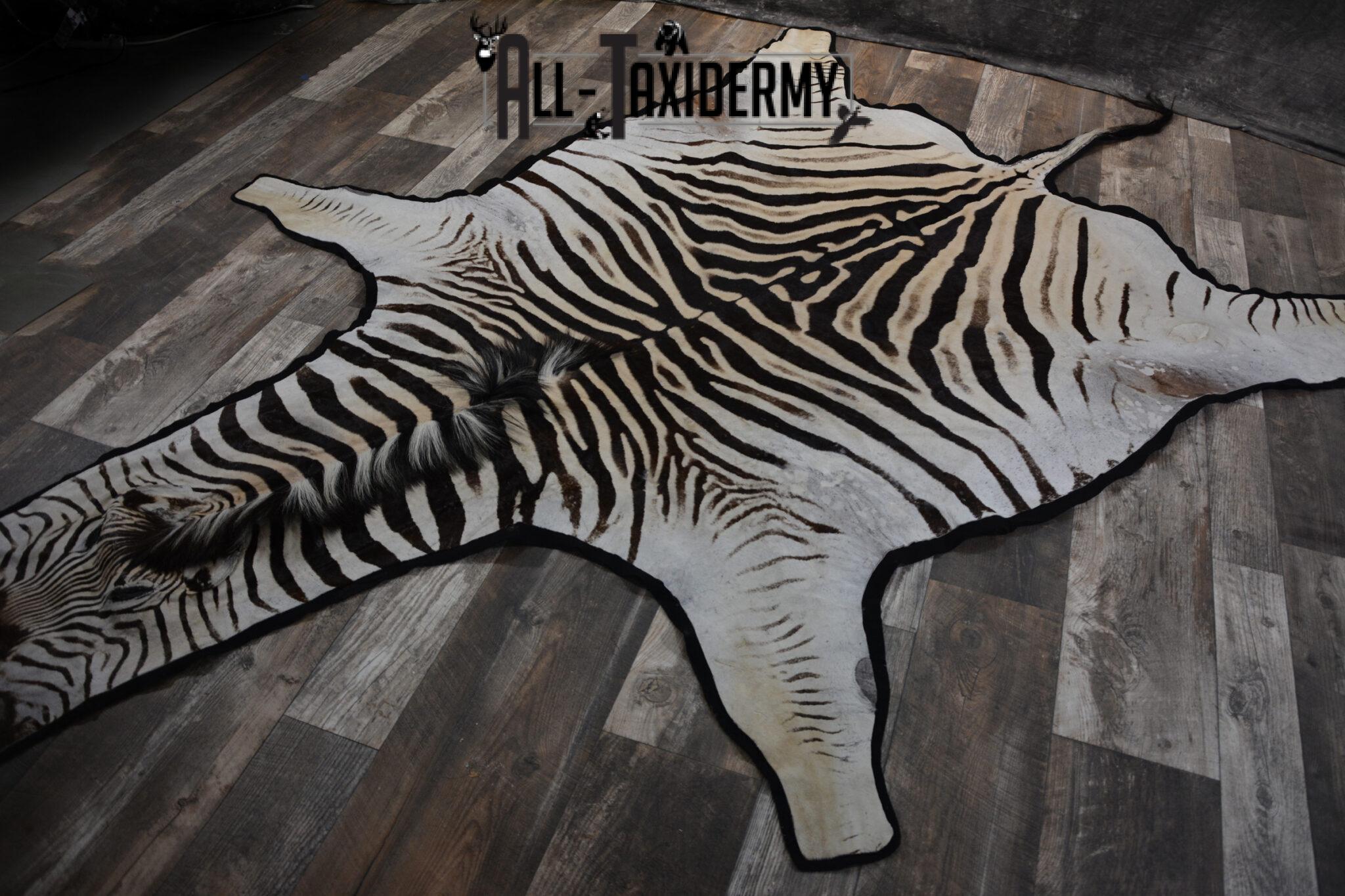 Zebra Rug Head African Zebra Rug taxidermy mount for sale SKU 1481 - All Taxidermy