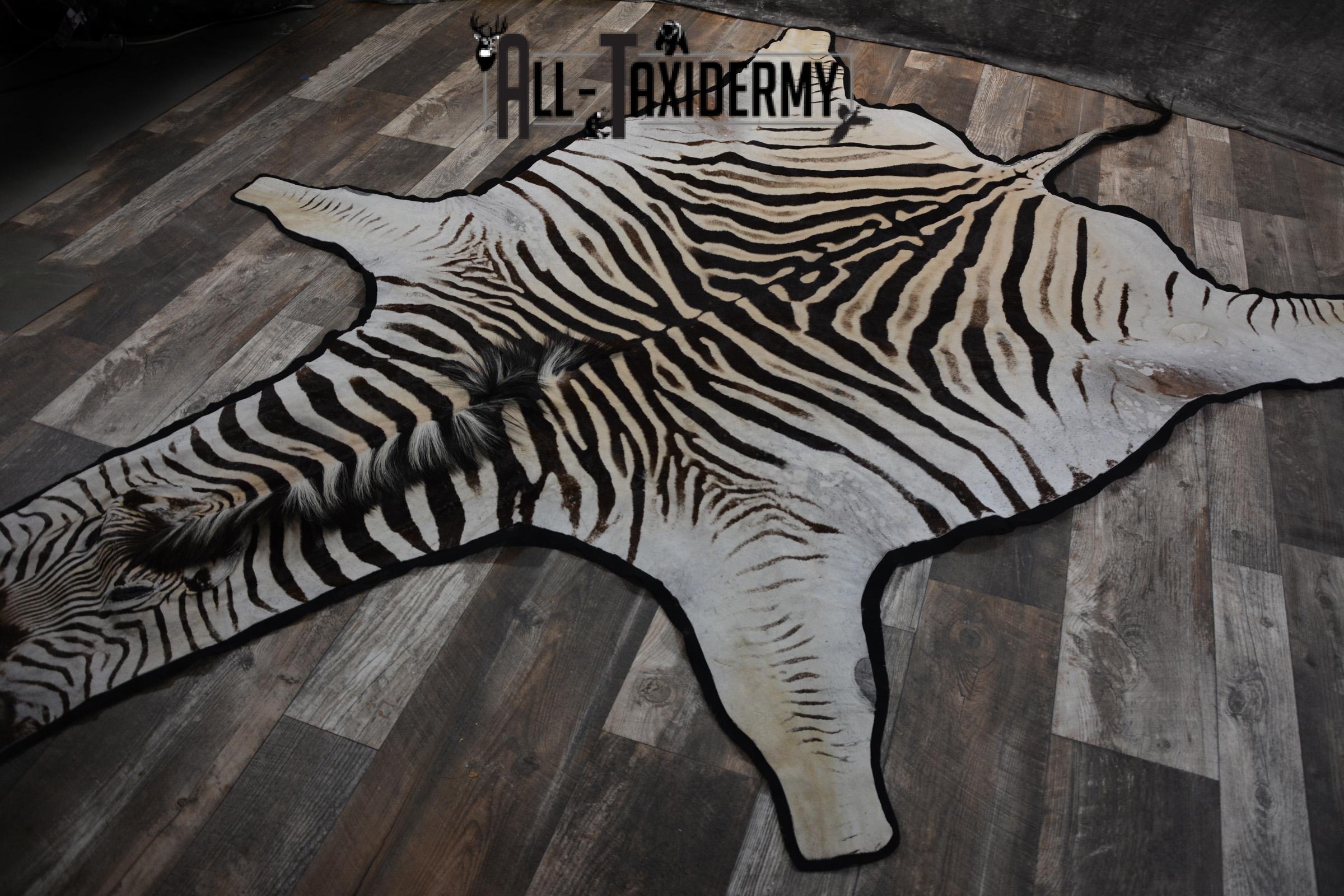 African Zebra Rug taxidermy mount for sale SKU 1481 - Image 9