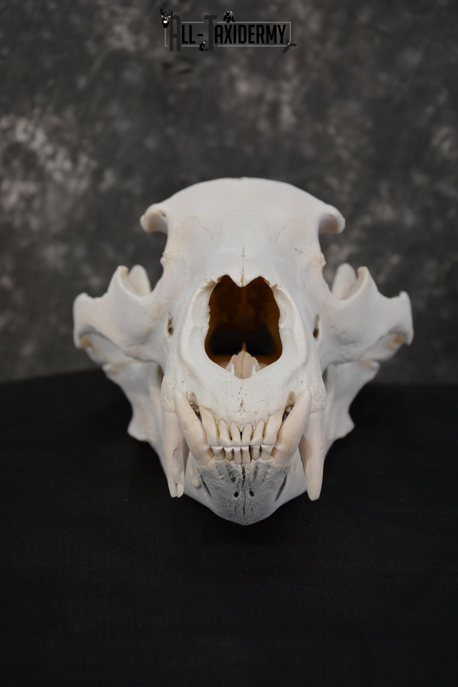 Alaska Grizzly Bear Skull Taxidermy for sale SKU 1494 - Image 5