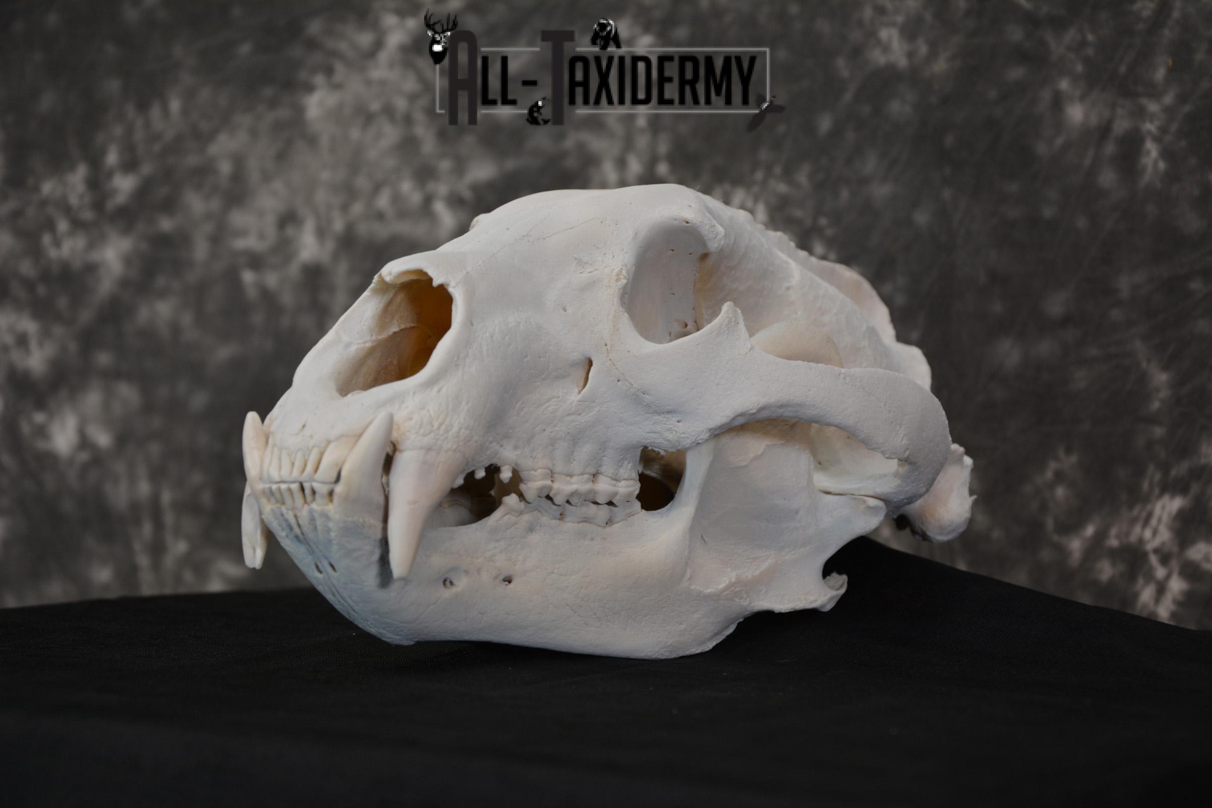 Alaska Grizzly Bear Skull Taxidermy for sale SKU 1494 - Image 4