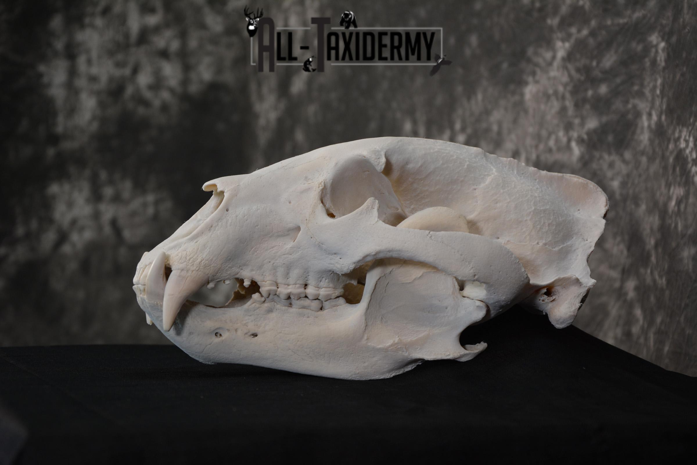 Alaska Grizzly Bear Skull Taxidermy for sale SKU 1494 - Image 3