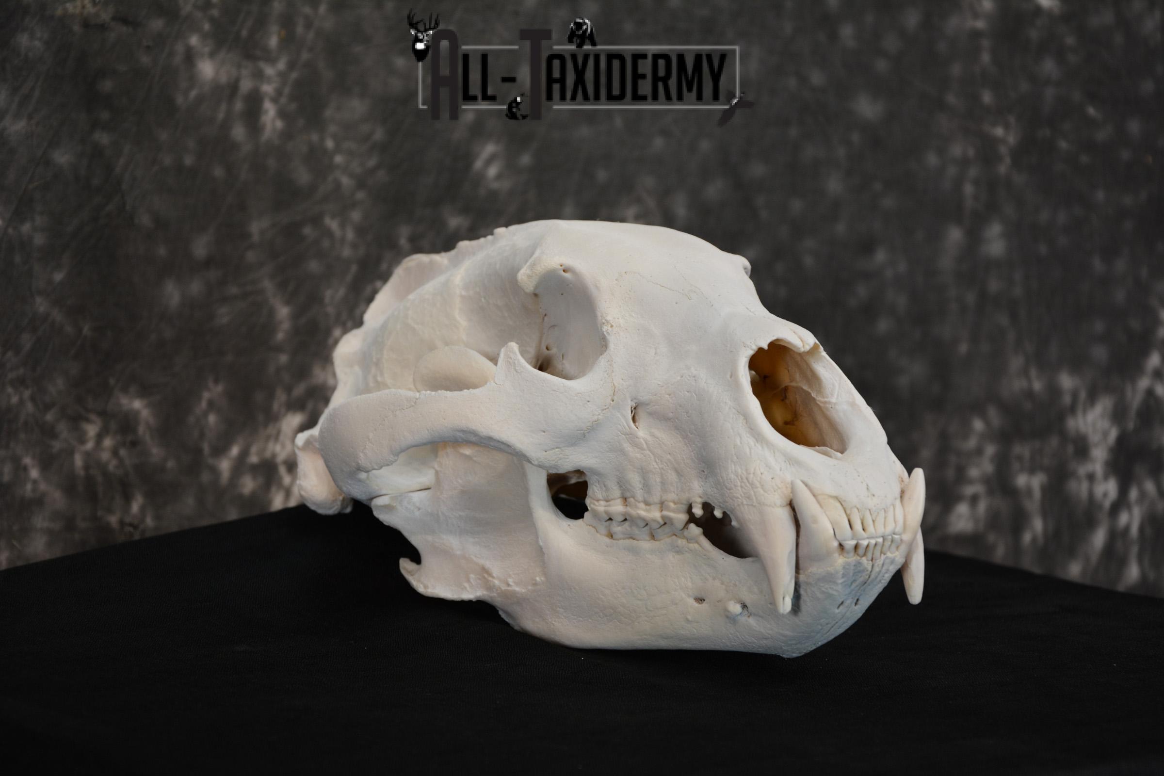 Alaska Grizzly Bear Skull Taxidermy for sale SKU 1494