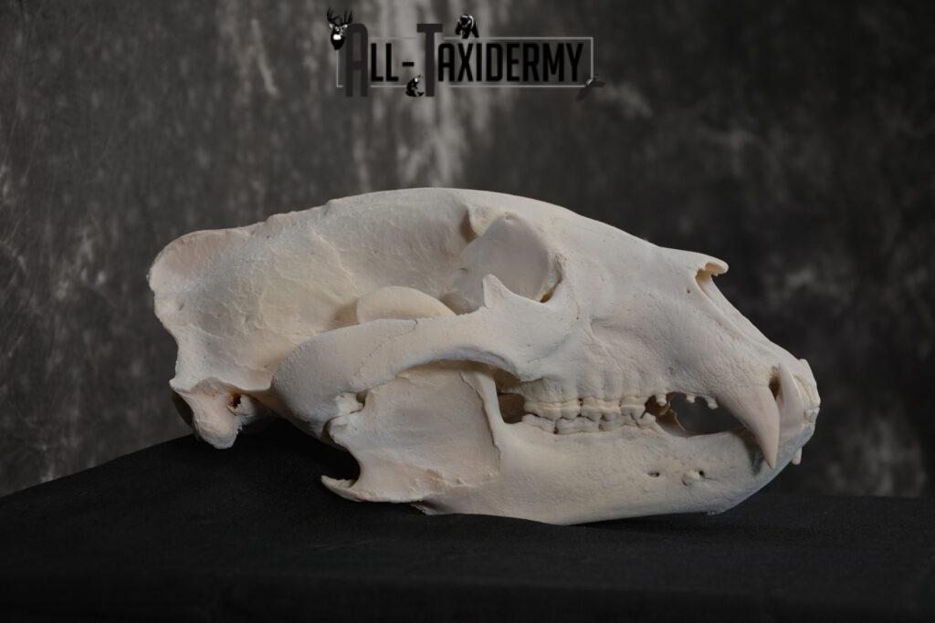 Alaska Grizzly Bear Skull Taxidermy for sale SKU 1494 - All Taxidermy