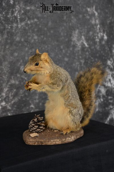 Fox Squirrel Holding Nut Taxidermy Mount for sale SKU 1528