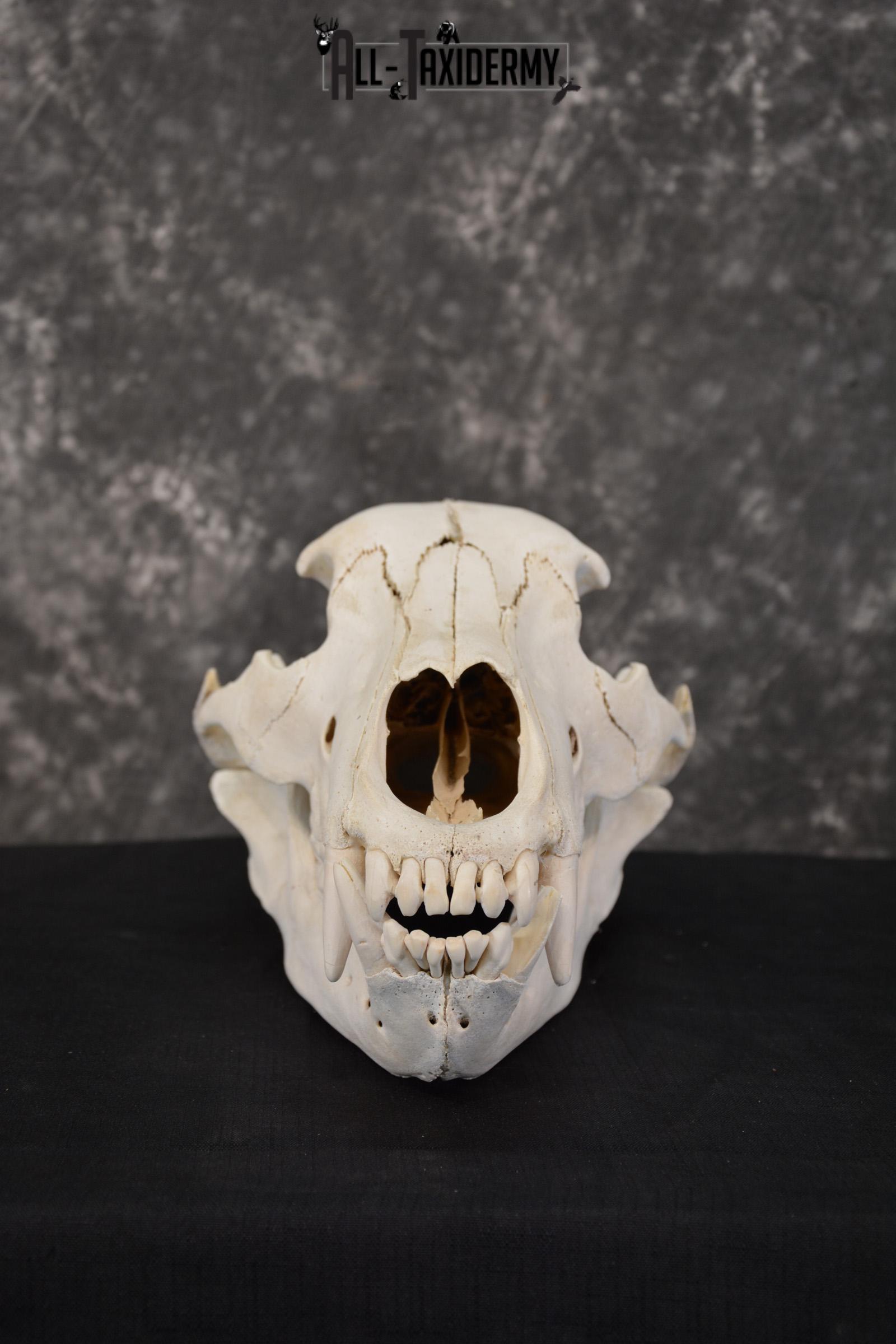 Russian Brown Bear Skull Taxidermy Mount for sale SKU 1533 - Image 5