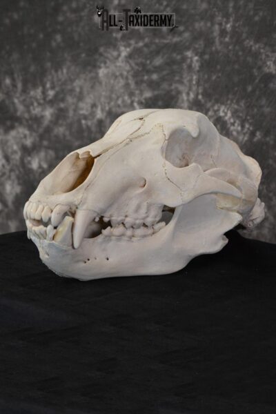 Russian Brown Bear Skull Taxidermy Mount for sale SKU 1533