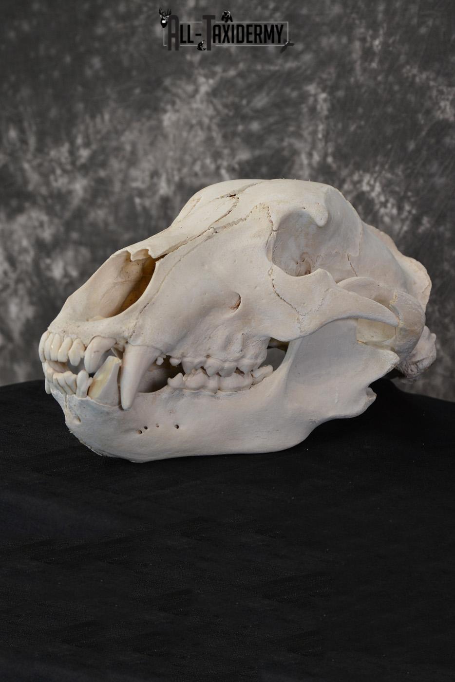 Russian Brown Bear Skull Taxidermy Mount for sale SKU 1533