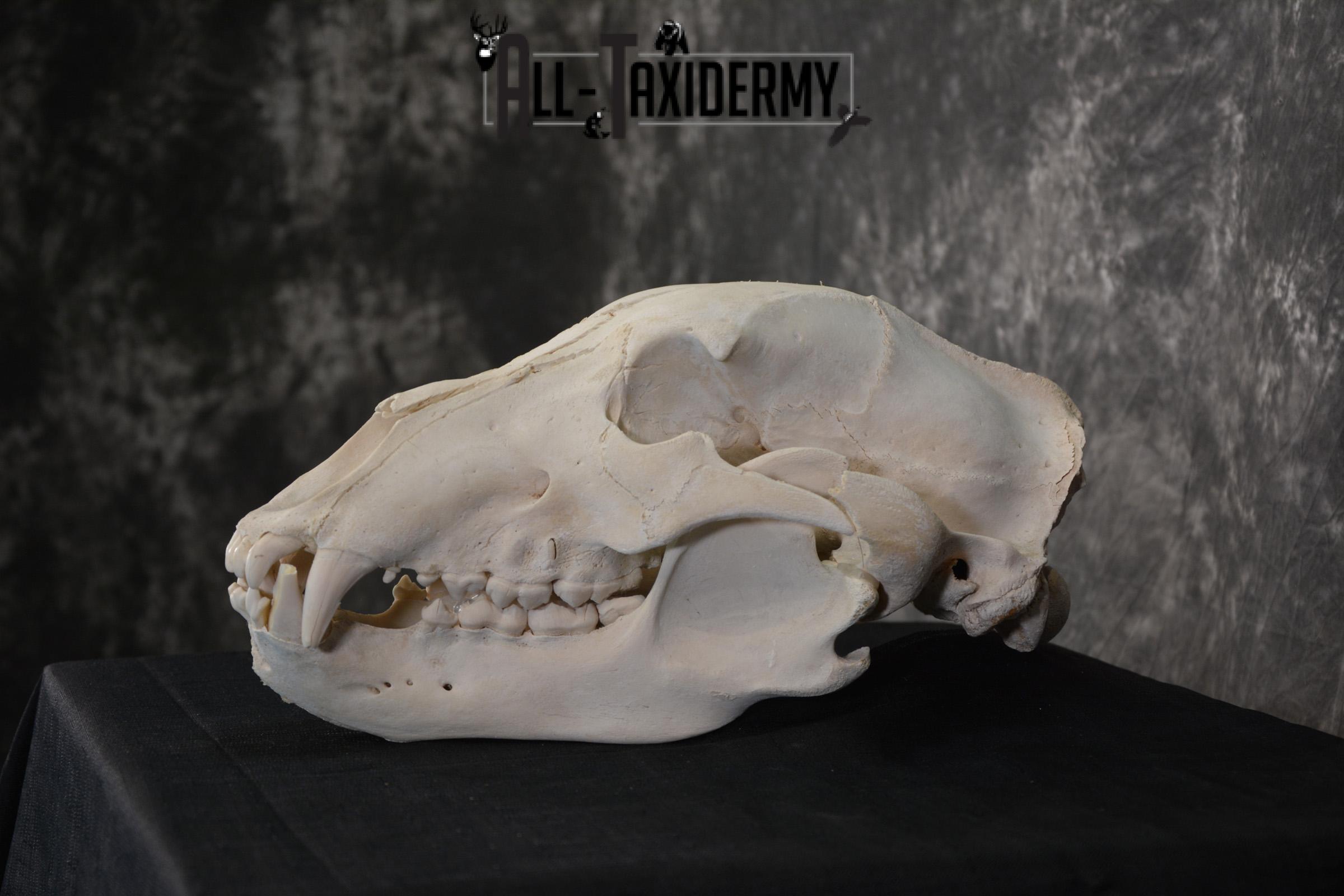Russian Brown Bear Skull Taxidermy Mount for sale SKU 1533 - Image 4