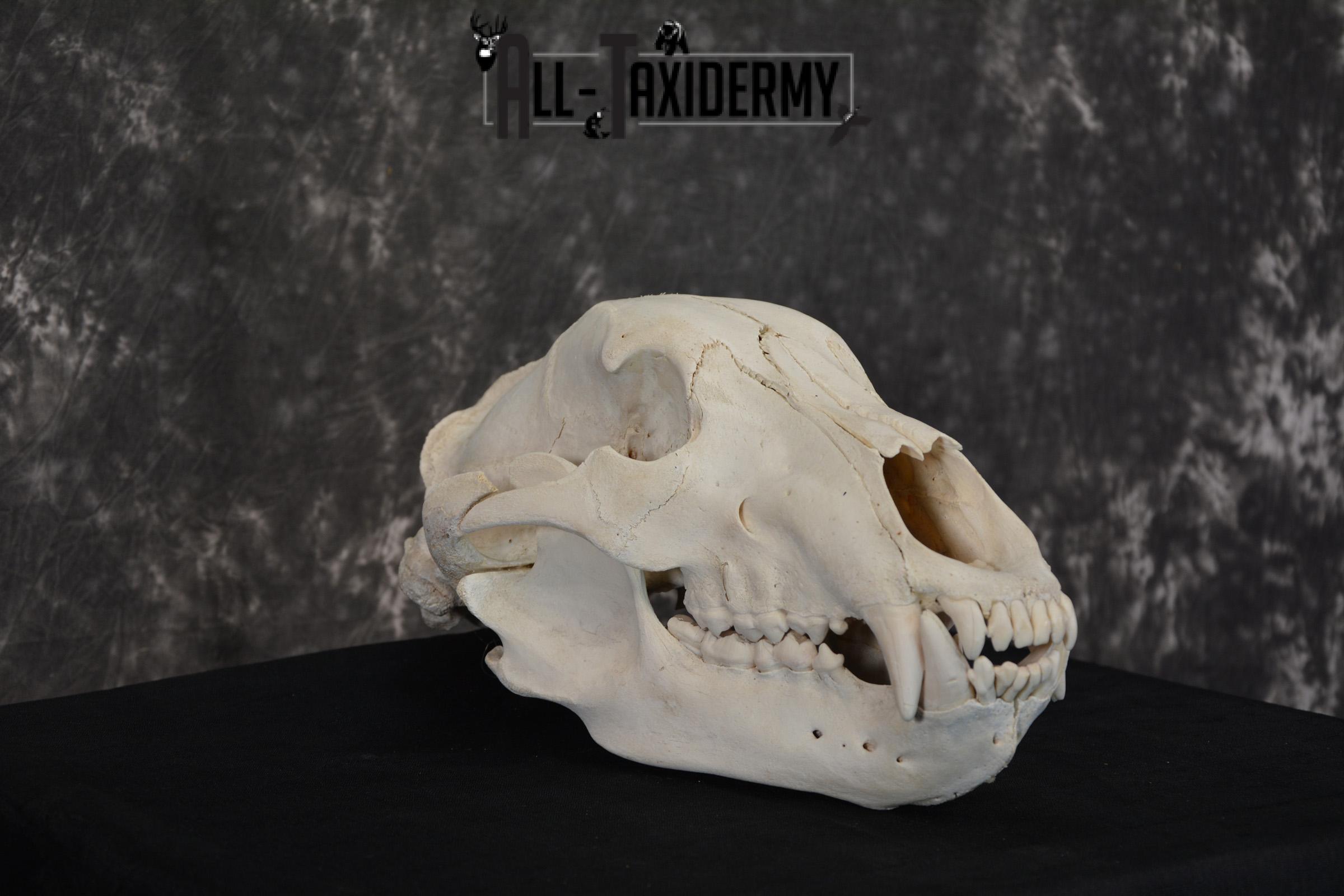 Russian Brown Bear Skull Taxidermy Mount for sale SKU 1533 - Image 3