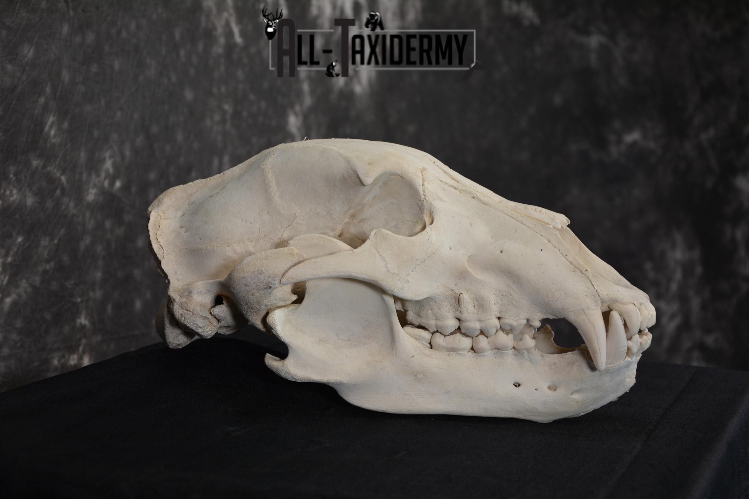 Russian Brown Bear Skull Taxidermy Mount for sale SKU 1533 - Image 2