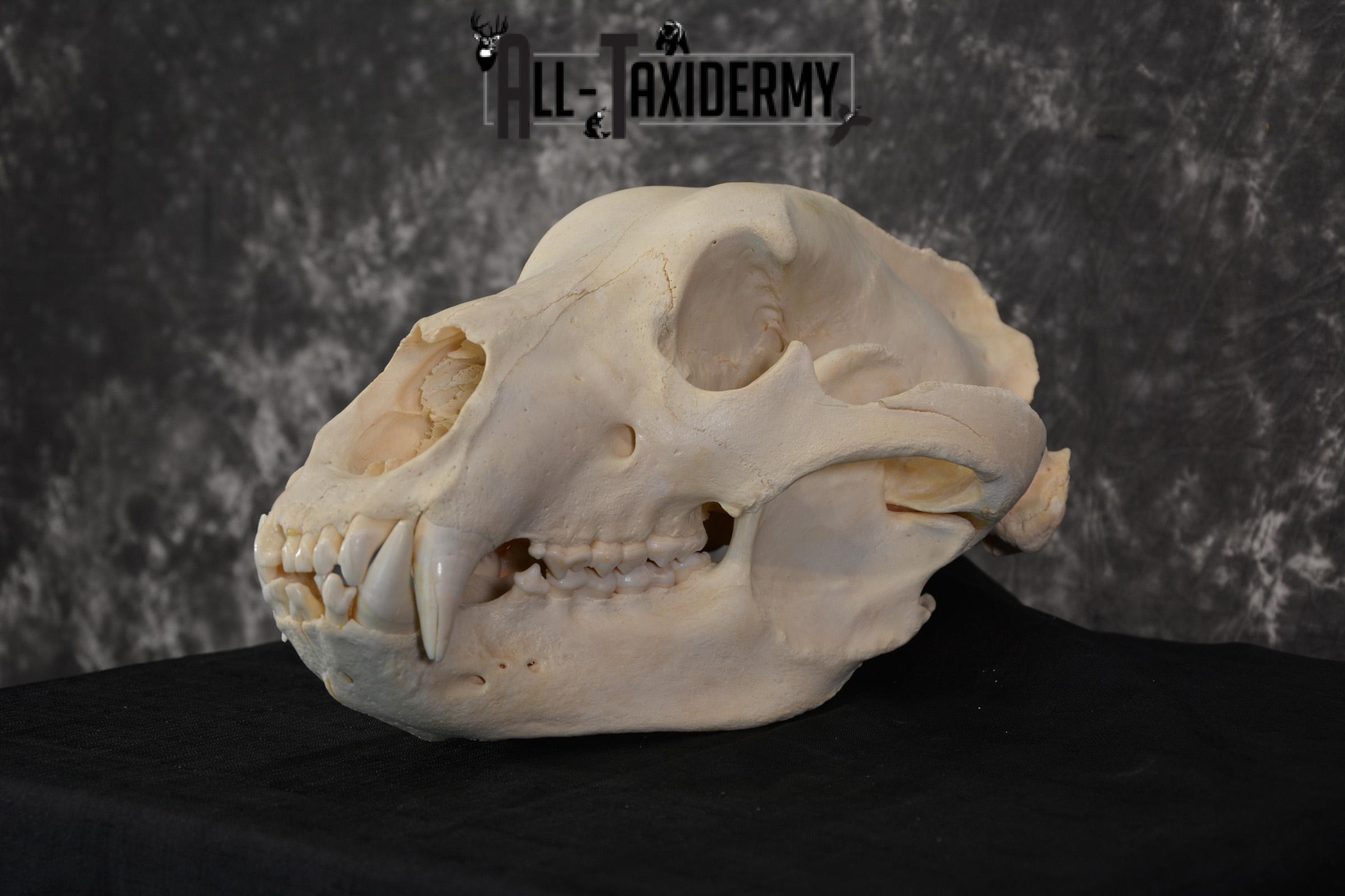 Brown Bear European Skull Taxidermy for sale SKU 1532 - Image 5