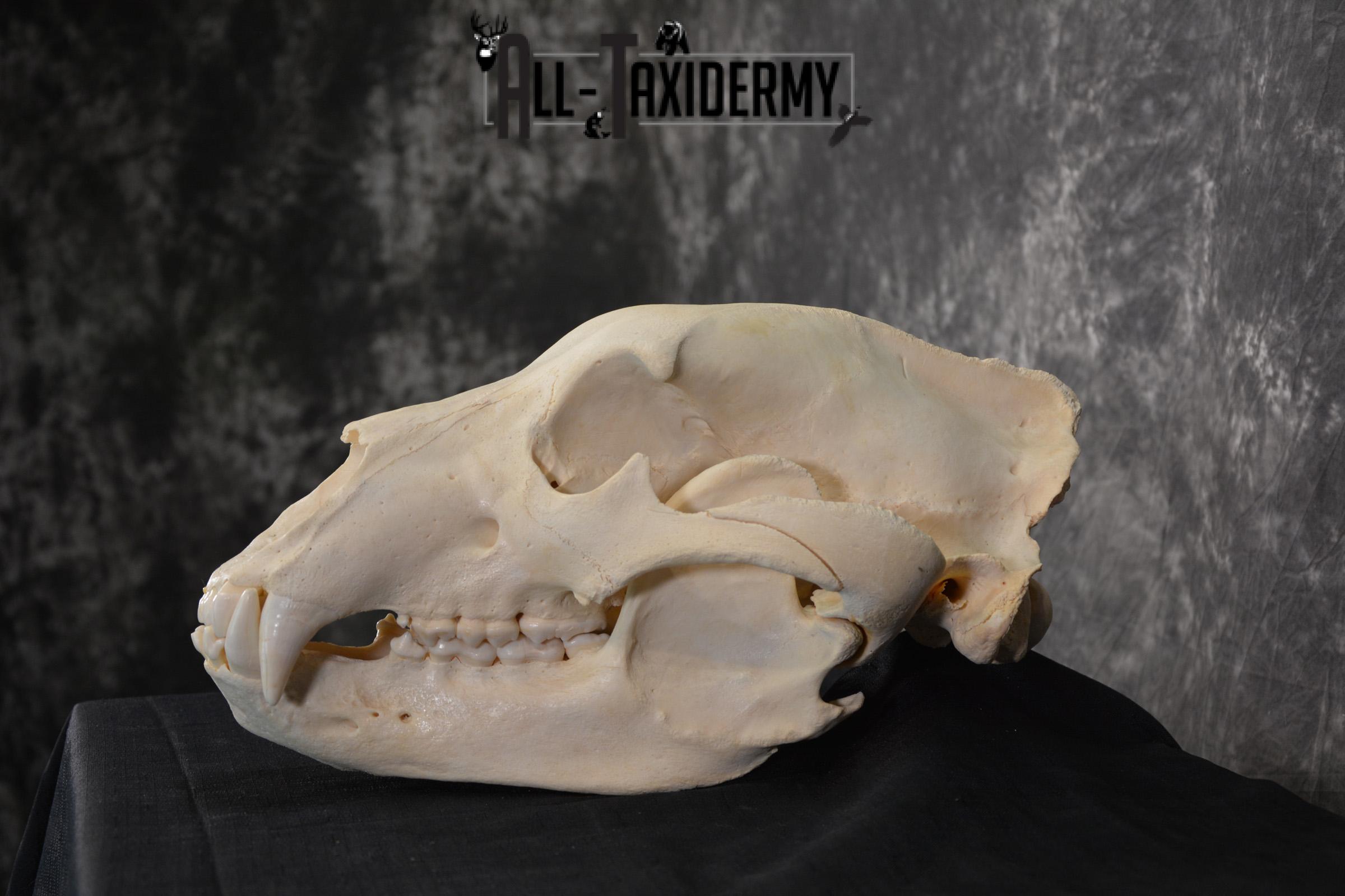 Brown Bear European Skull Taxidermy for sale SKU 1532 - Image 3