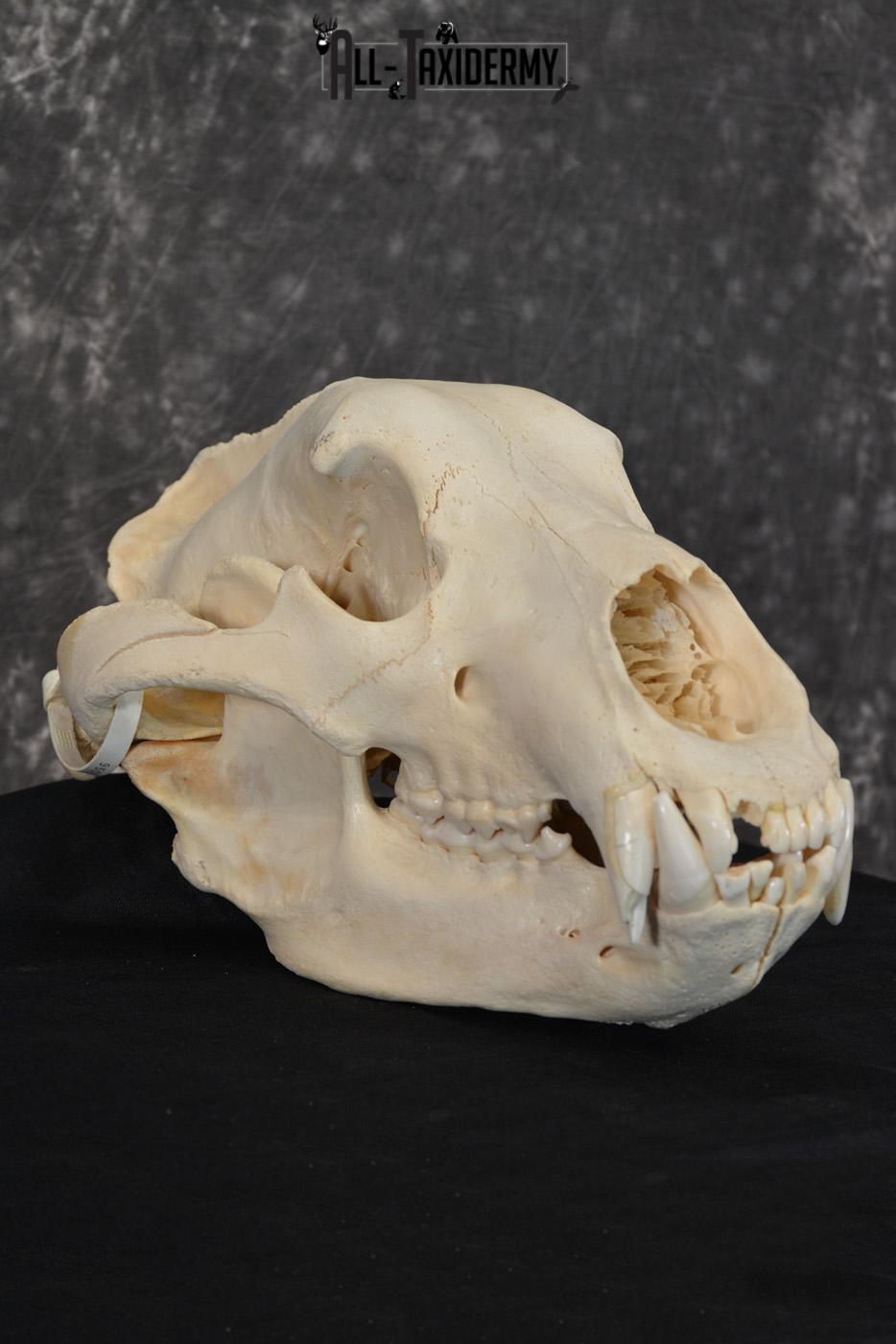 Brown Bear European Skull Taxidermy for sale SKU 1532