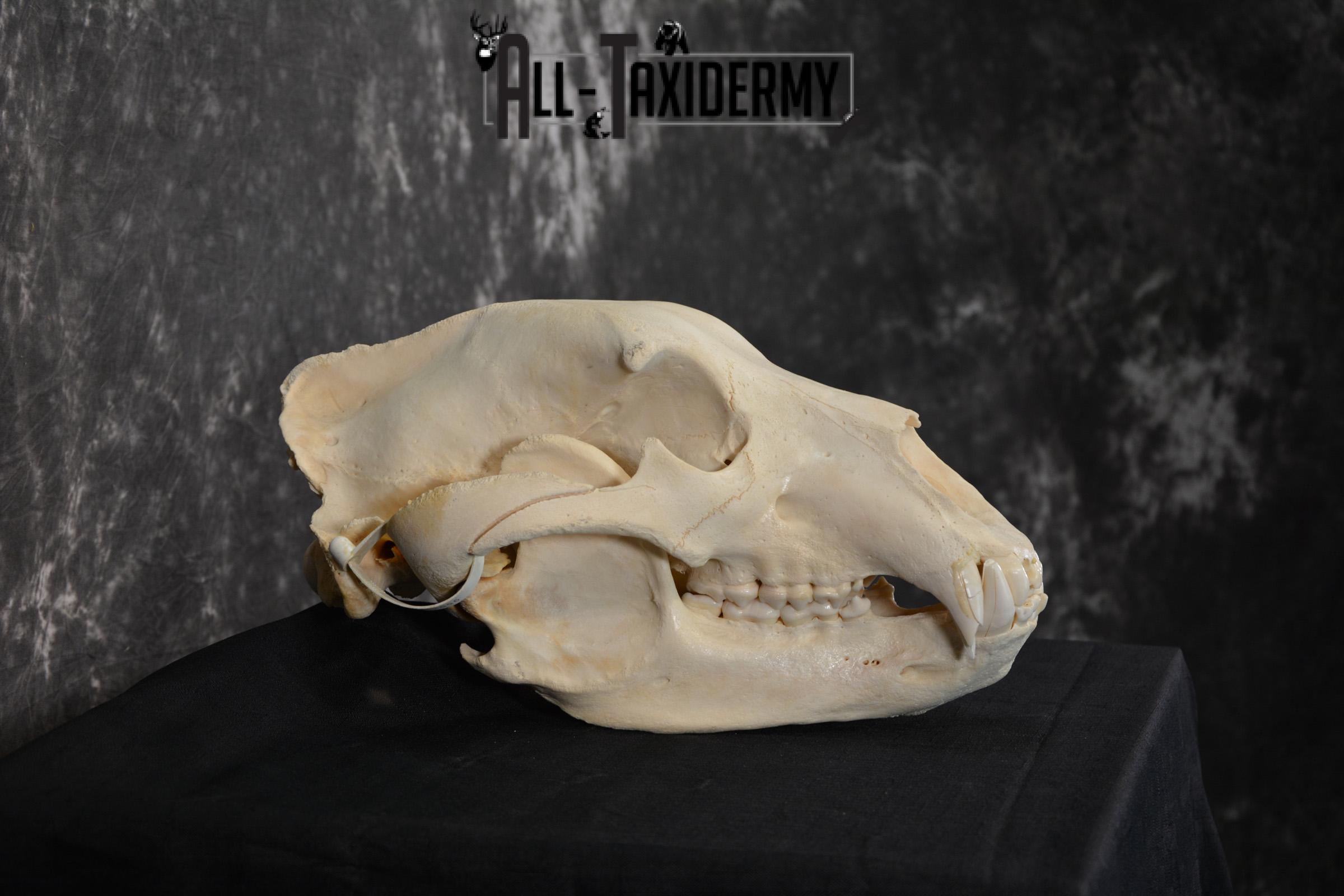 Brown Bear European Skull Taxidermy for sale SKU 1532 - Image 2