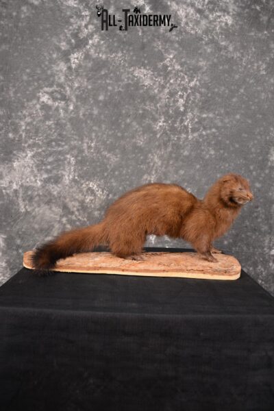 Mink Taxidermy Mount for sale SKU 1527