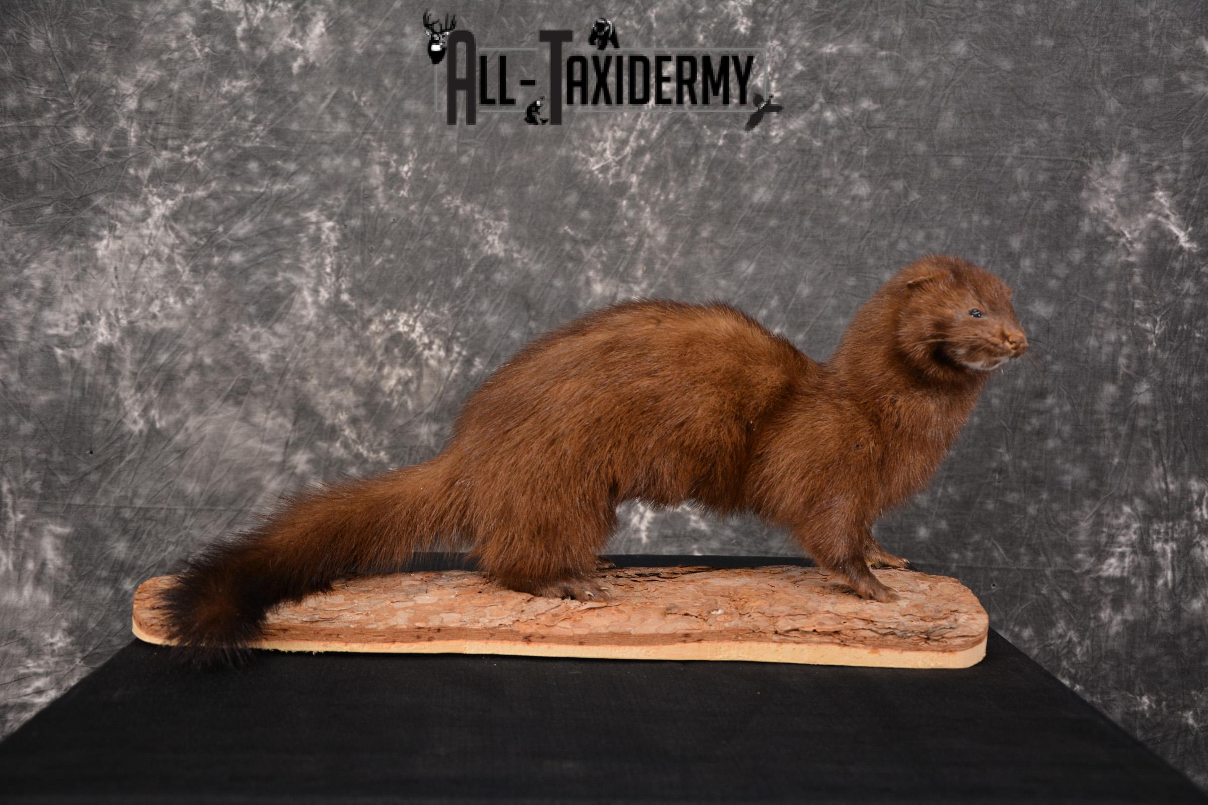 Mink Taxidermy Mount for sale SKU 1527 - Image 6