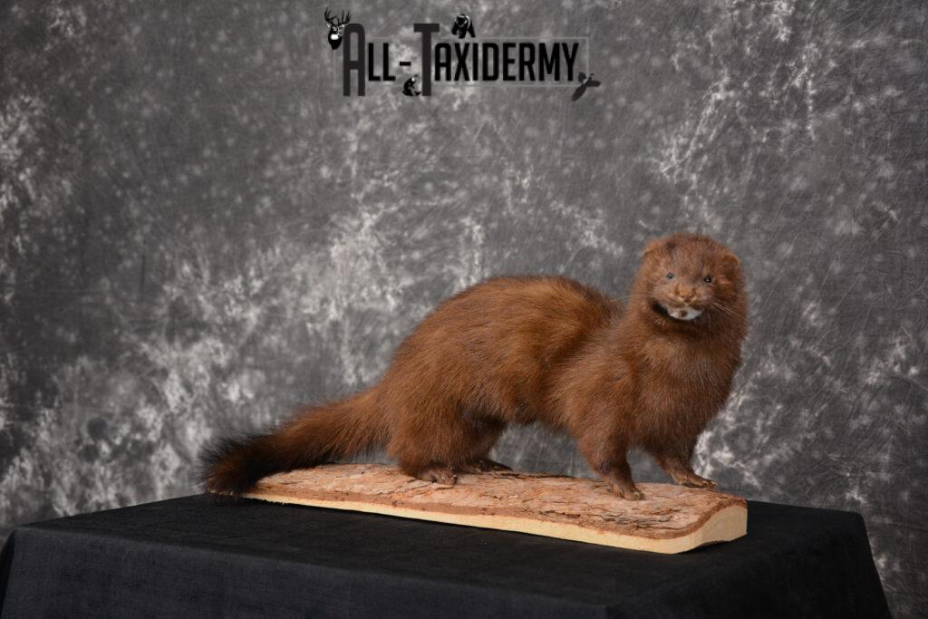 Mink Taxidermy Mount for sale SKU 1527 All Taxidermy