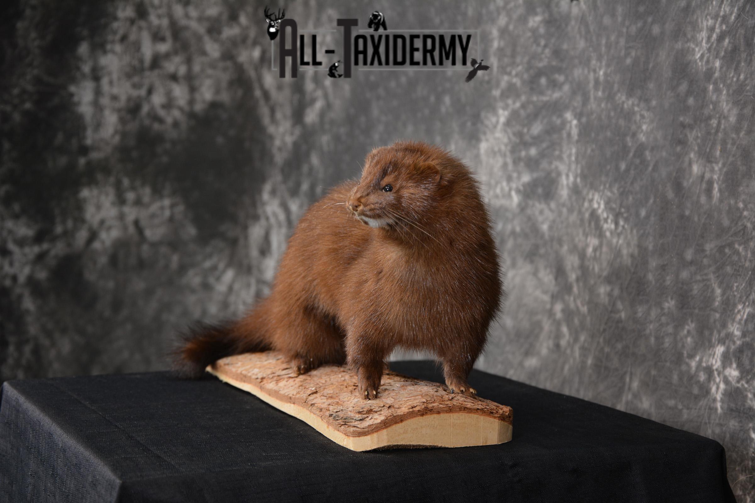Mink Taxidermy Mount for sale SKU 1527 - Image 4