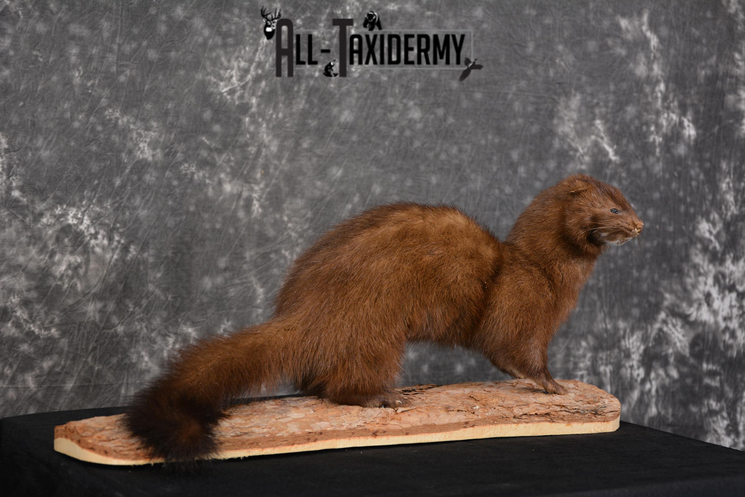 Mink Taxidermy Mount for sale SKU 1527 - Image 3