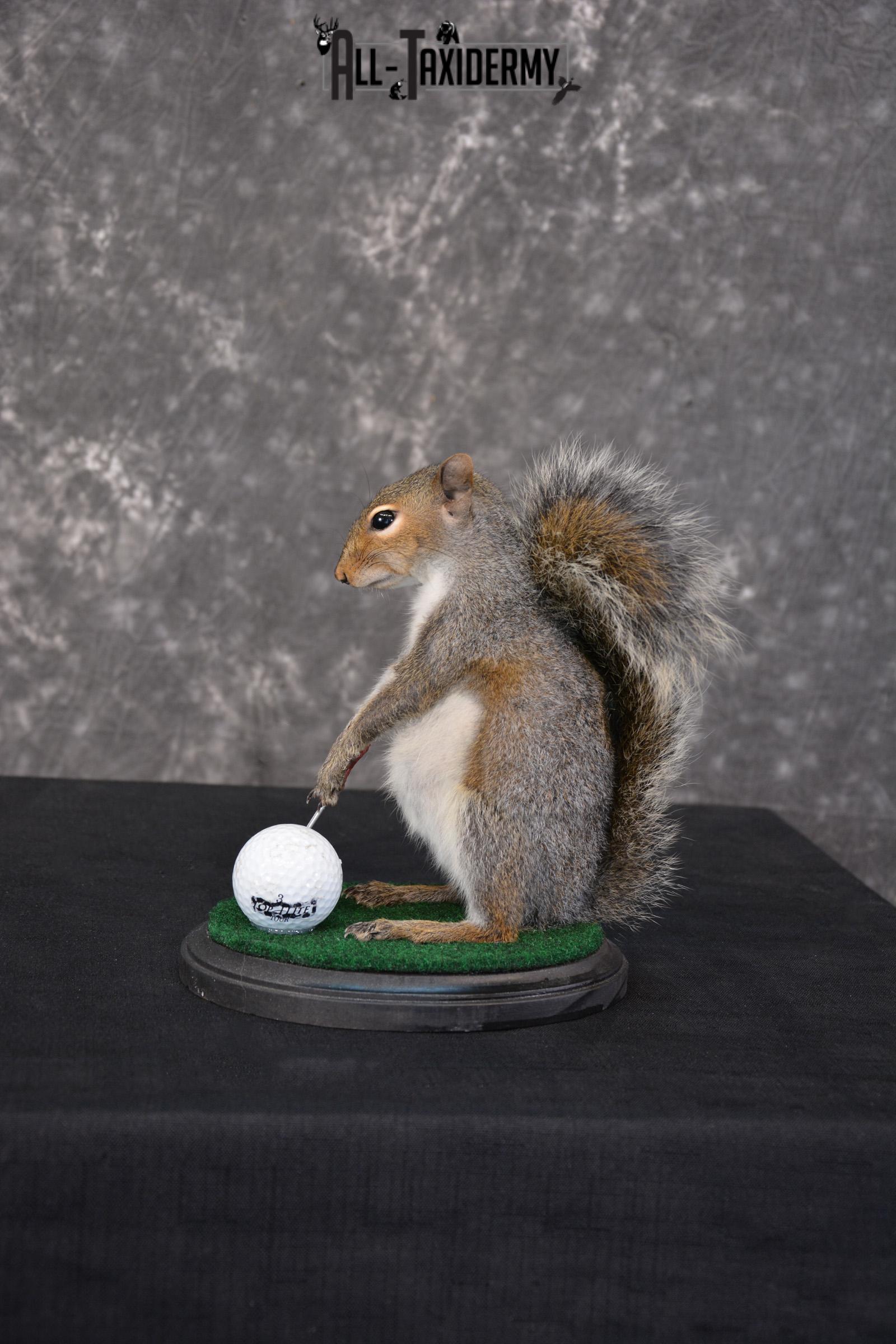 Gray Squirrel Golfing Novelty Taxidermy Mount SKU 1519 - Image 5