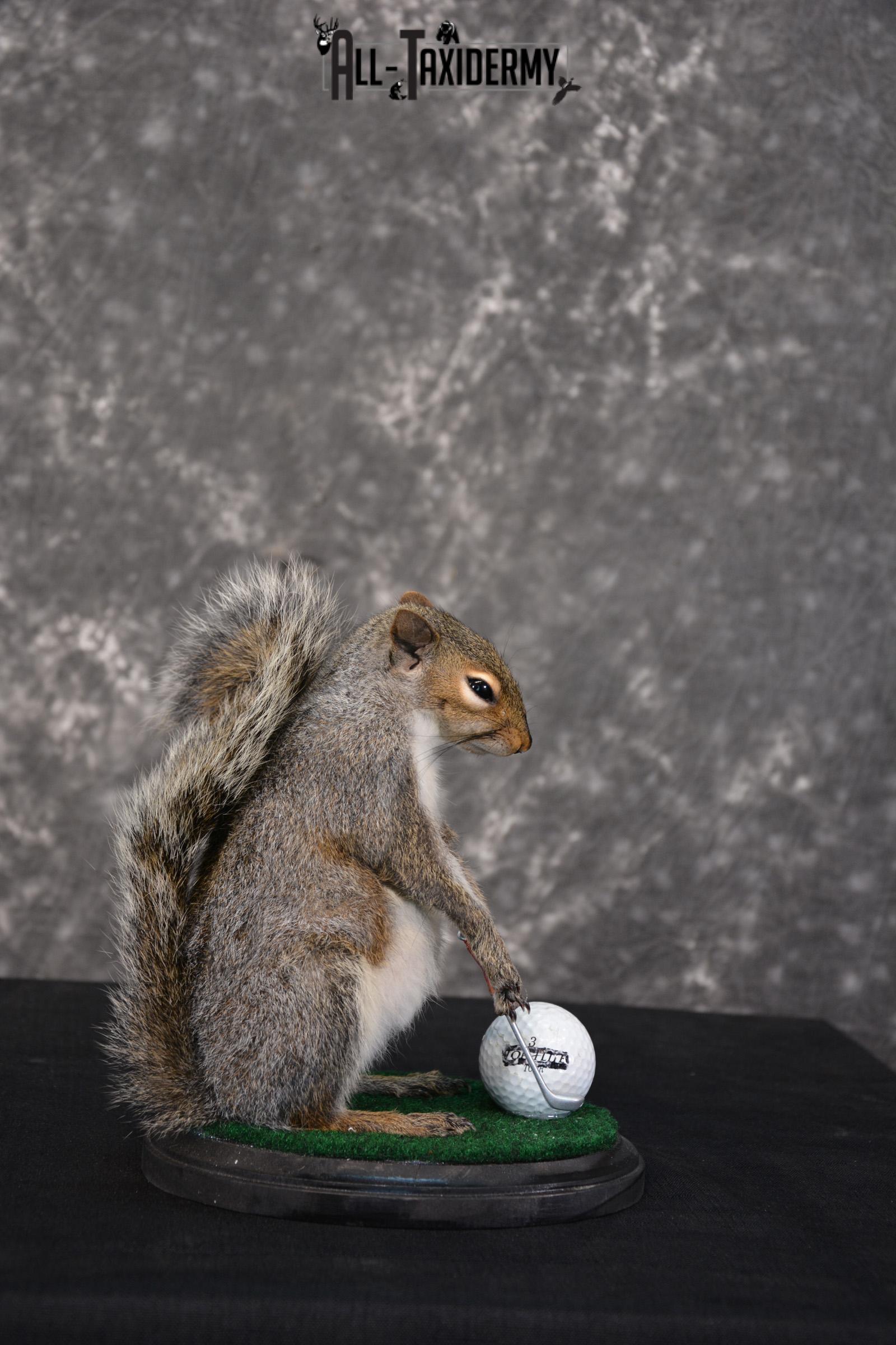 Gray Squirrel Golfing Novelty Taxidermy Mount SKU 1519 - Image 4