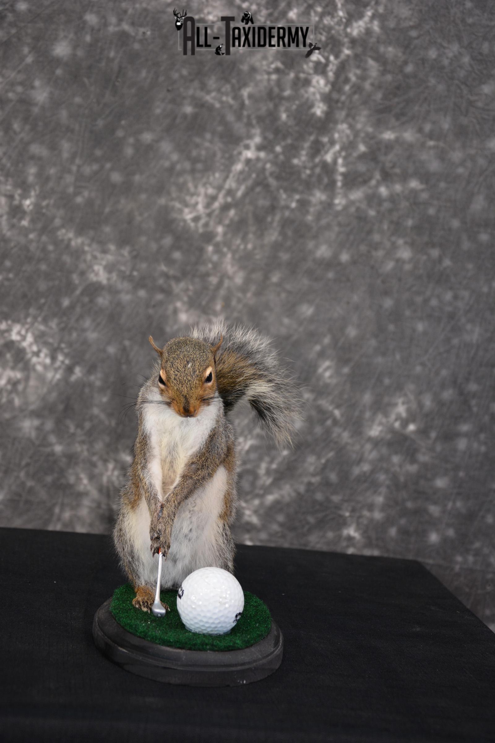Gray Squirrel Golfing Novelty Taxidermy Mount SKU 1519 - Image 3