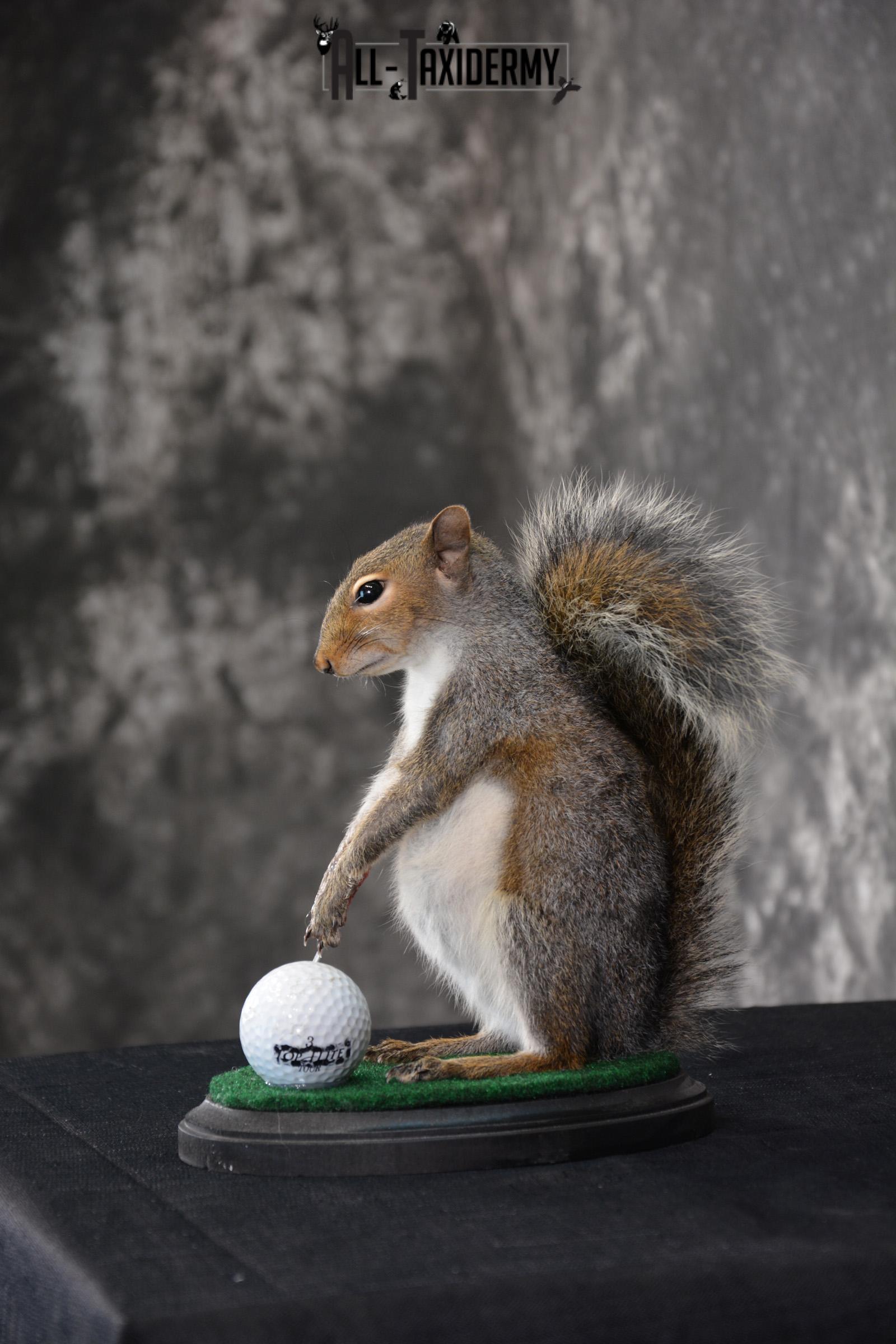 Gray Squirrel Golfing Novelty Taxidermy Mount SKU 1519 - Image 2
