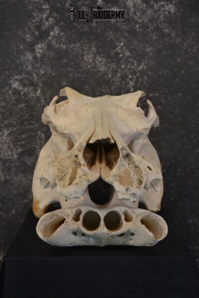 African Hippopotamus Skull Novelty Taxidermy for sale SKU 1501