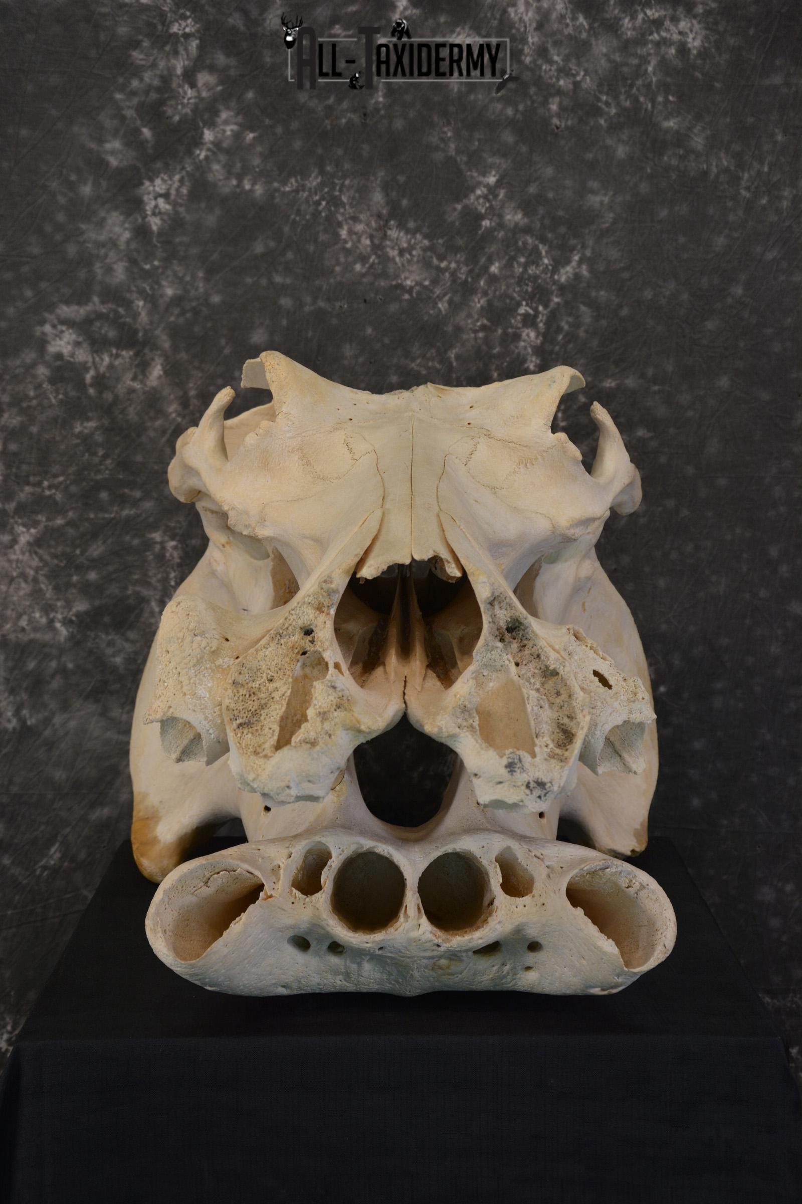 African Hippopotamus Skull Novelty Taxidermy for sale SKU 1501