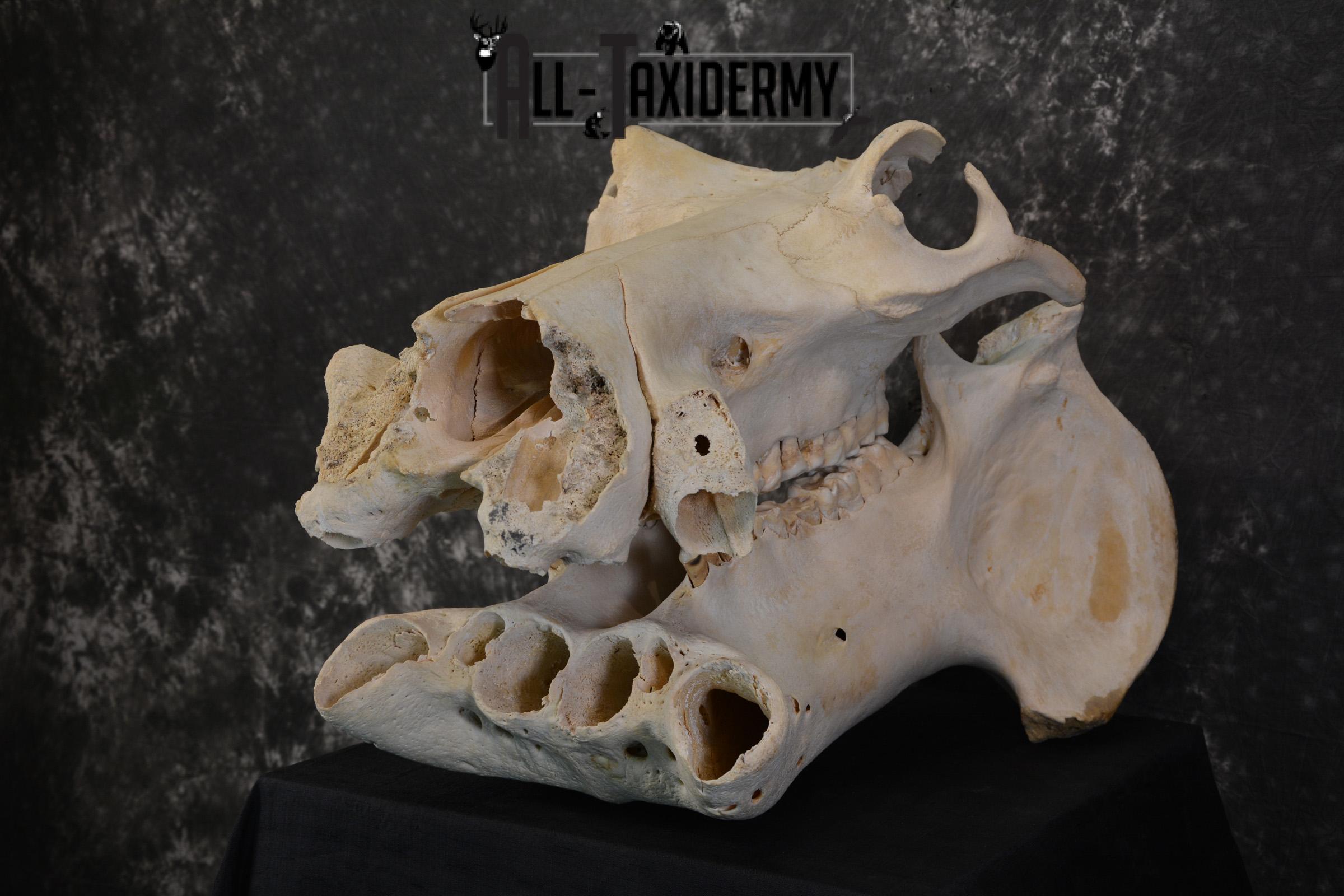 African Hippopotamus Skull Novelty Taxidermy for sale SKU 1501 - Image 5