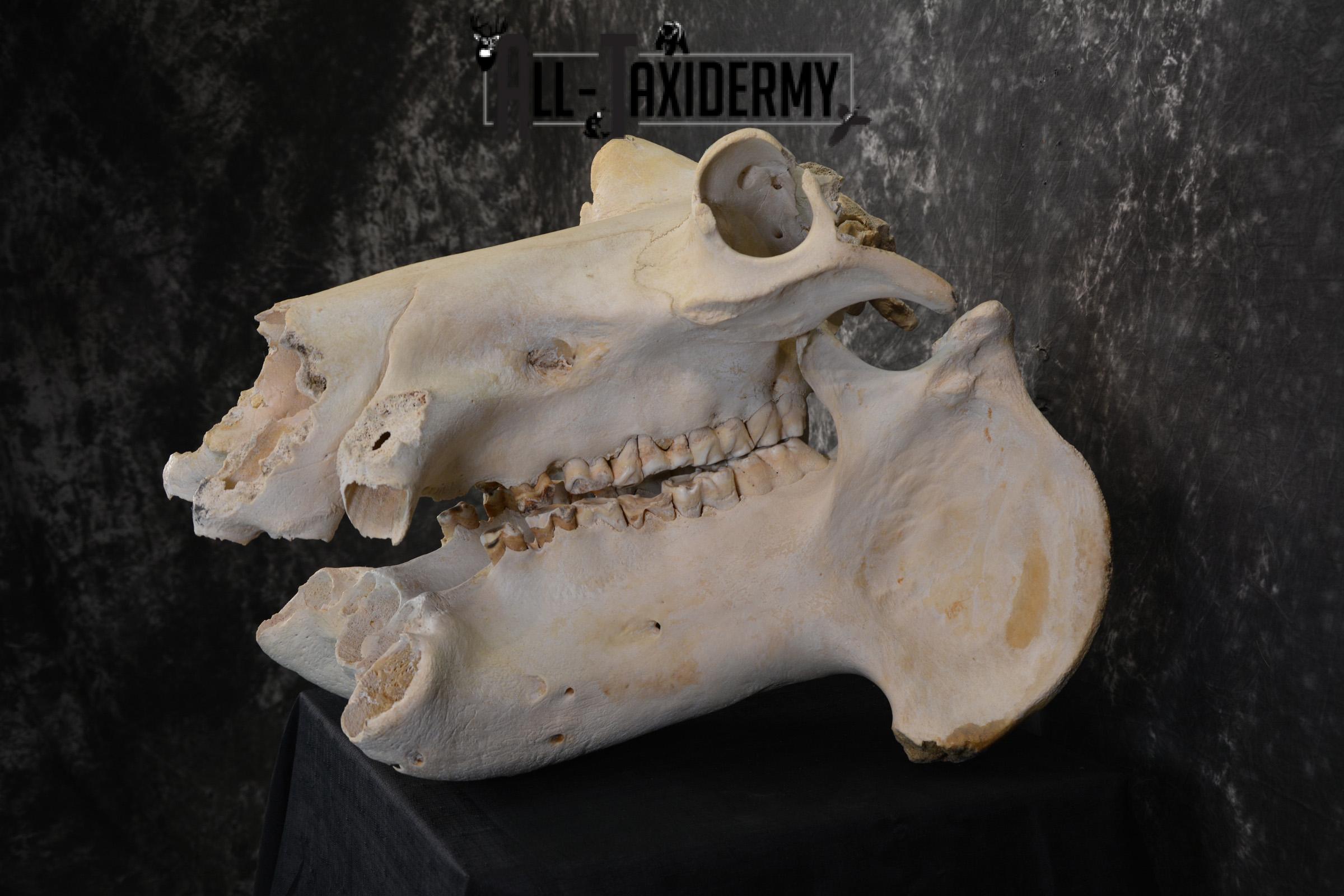 African Hippopotamus Skull Novelty Taxidermy for sale SKU 1501 - Image 4