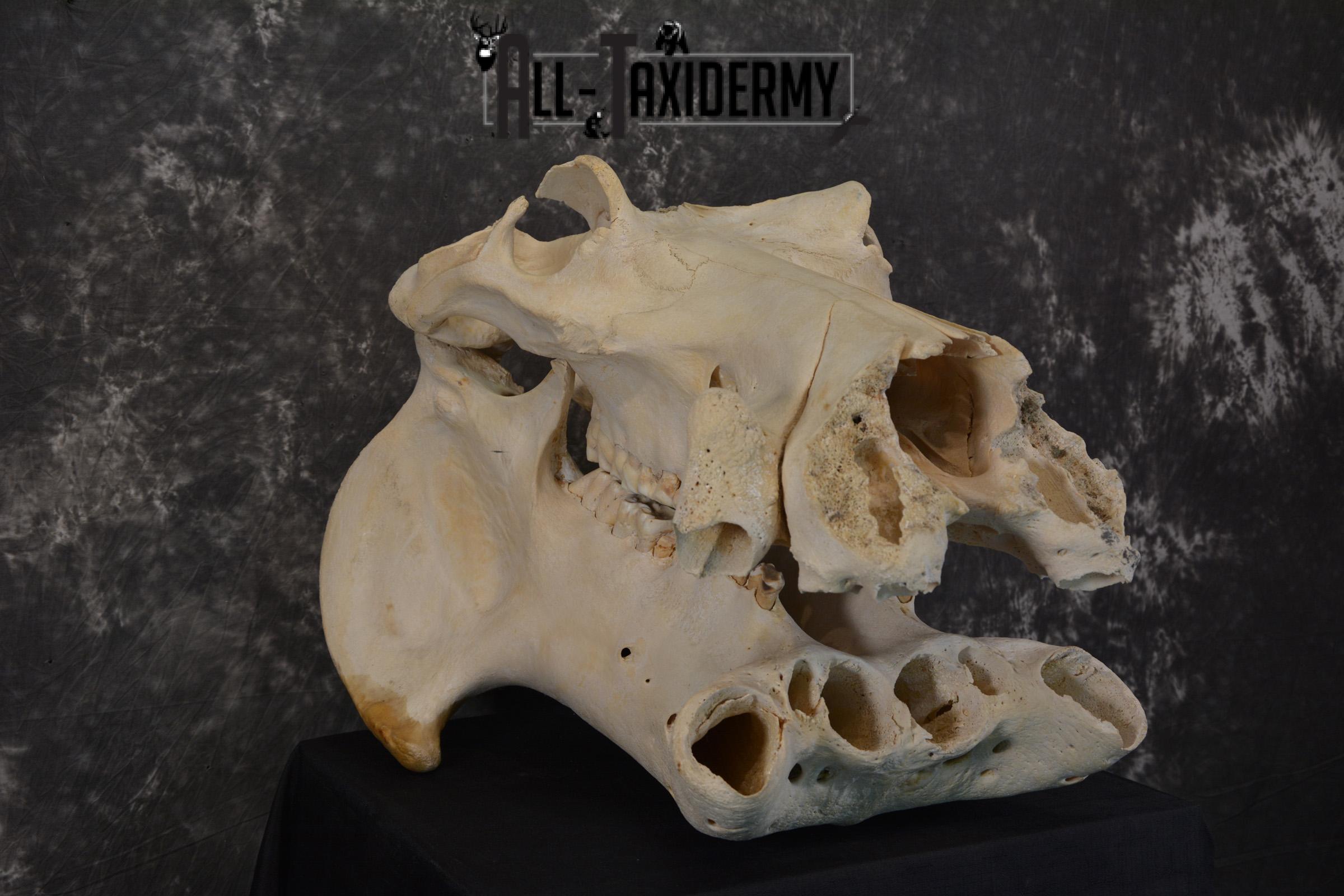 African Hippopotamus Skull Novelty Taxidermy for sale SKU 1501 - Image 3