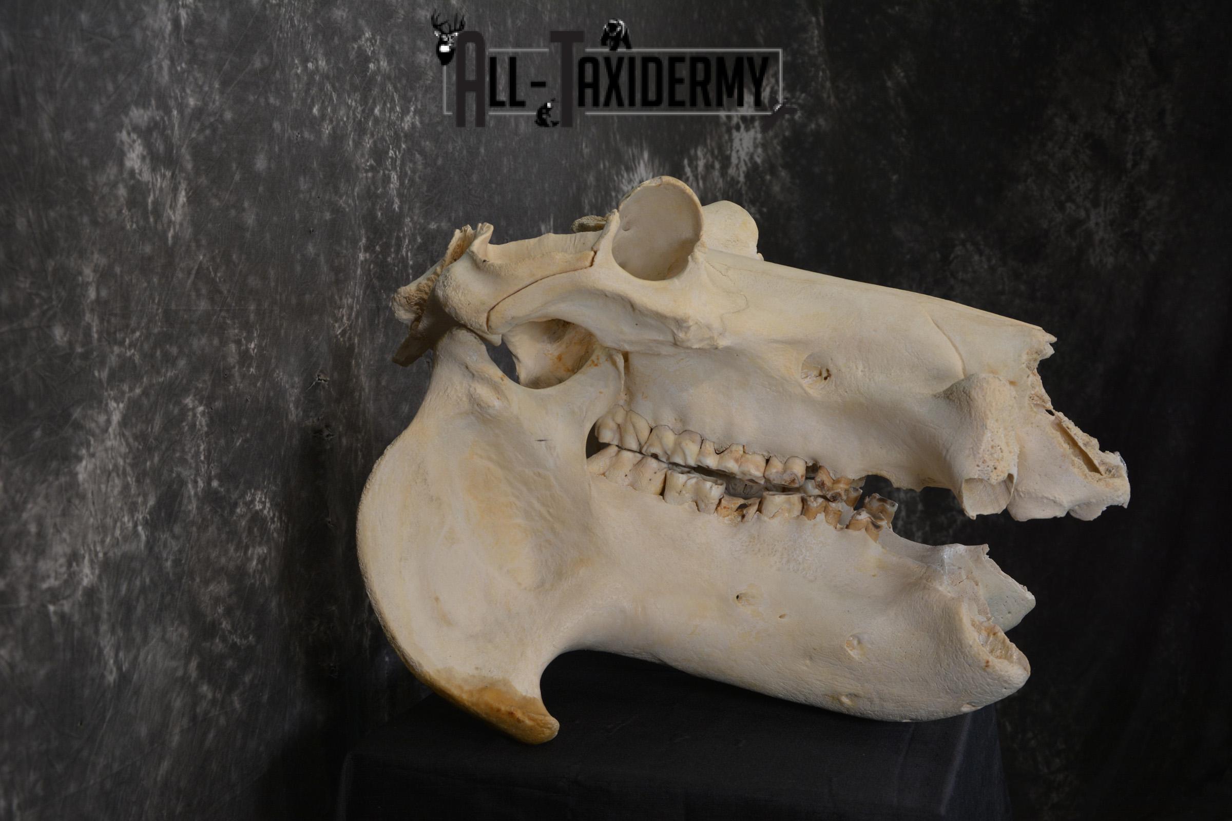 African Hippopotamus Skull Novelty Taxidermy for sale SKU 1501 - Image 2