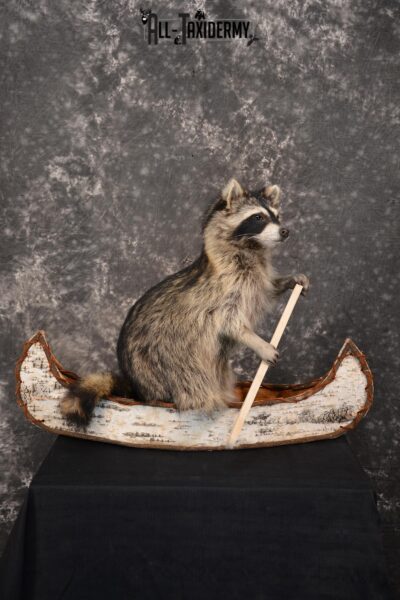 Raccoon in a canoe Taxidermy Mount for sale SKU 1496