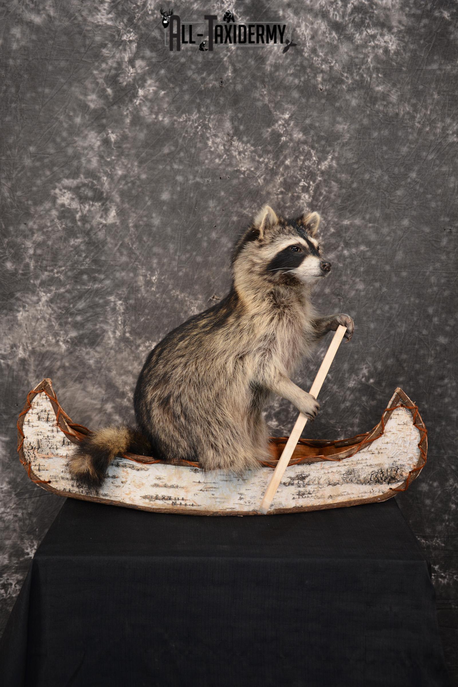 Raccoon in a canoe Taxidermy Mount for sale SKU 1496