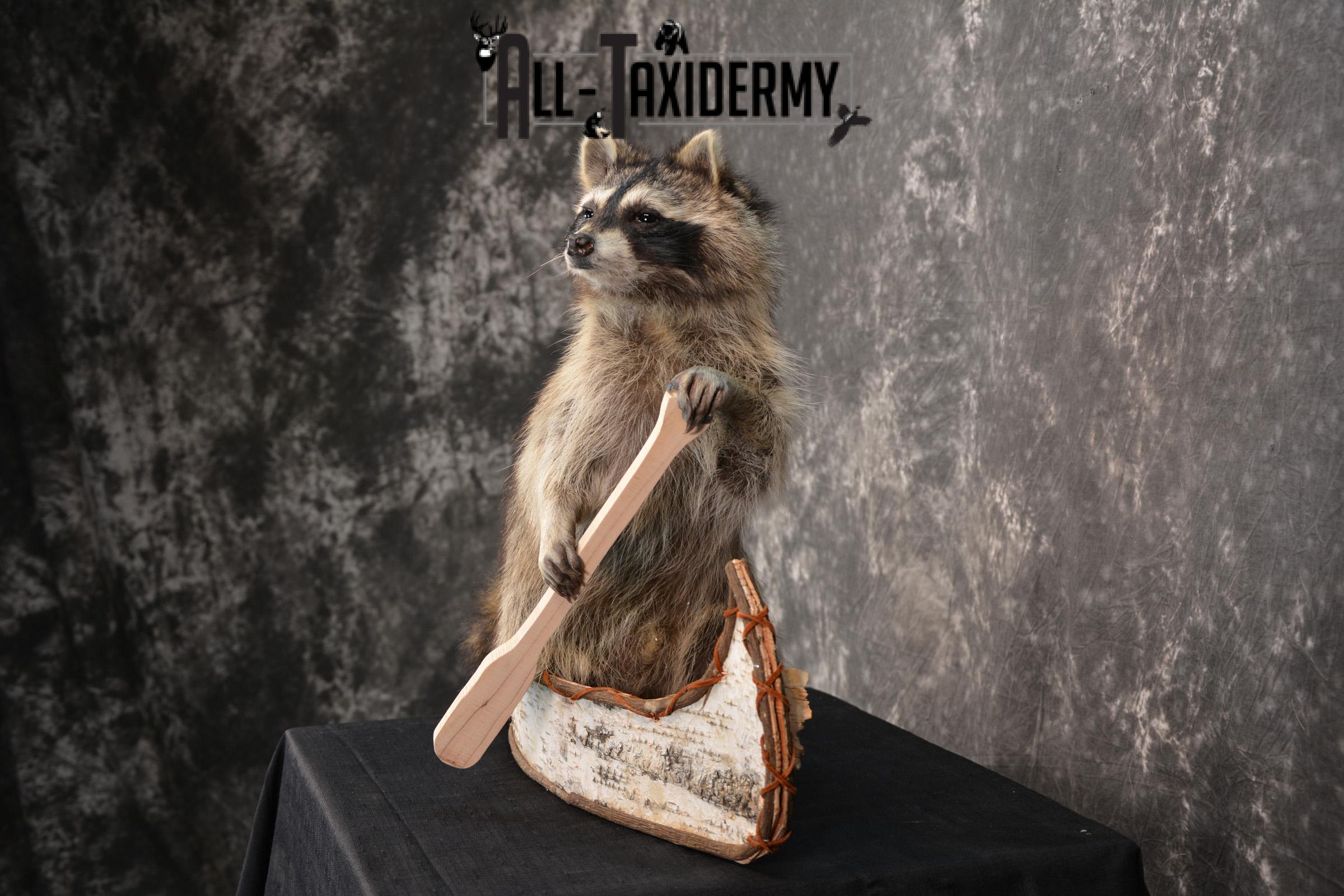 Raccoon in a canoe Taxidermy Mount for sale SKU 1496 - Image 4