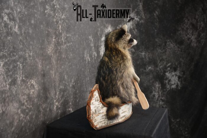 Raccoon in a canoe Taxidermy Mount for sale SKU 1496