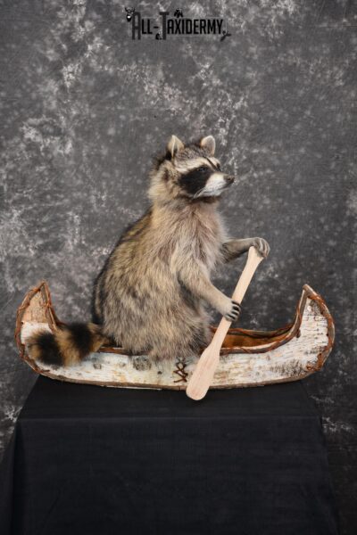 Raccoon in a canoe Taxidermy Mount for sale SKU 1497