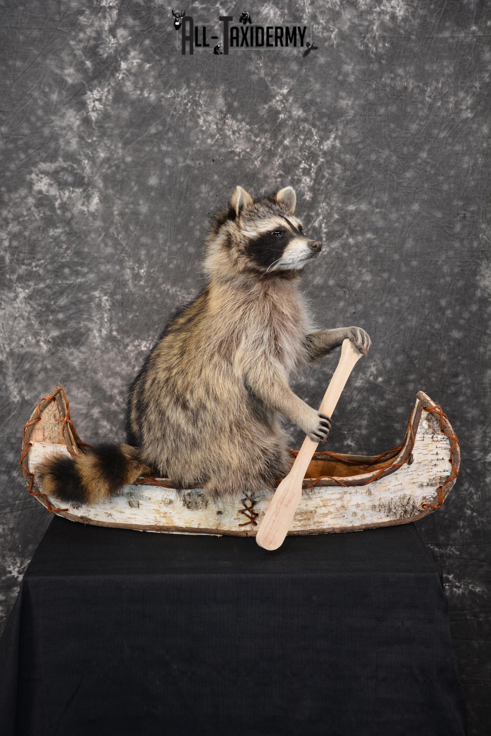 Raccoon in a canoe Taxidermy Mount for sale SKU 1497