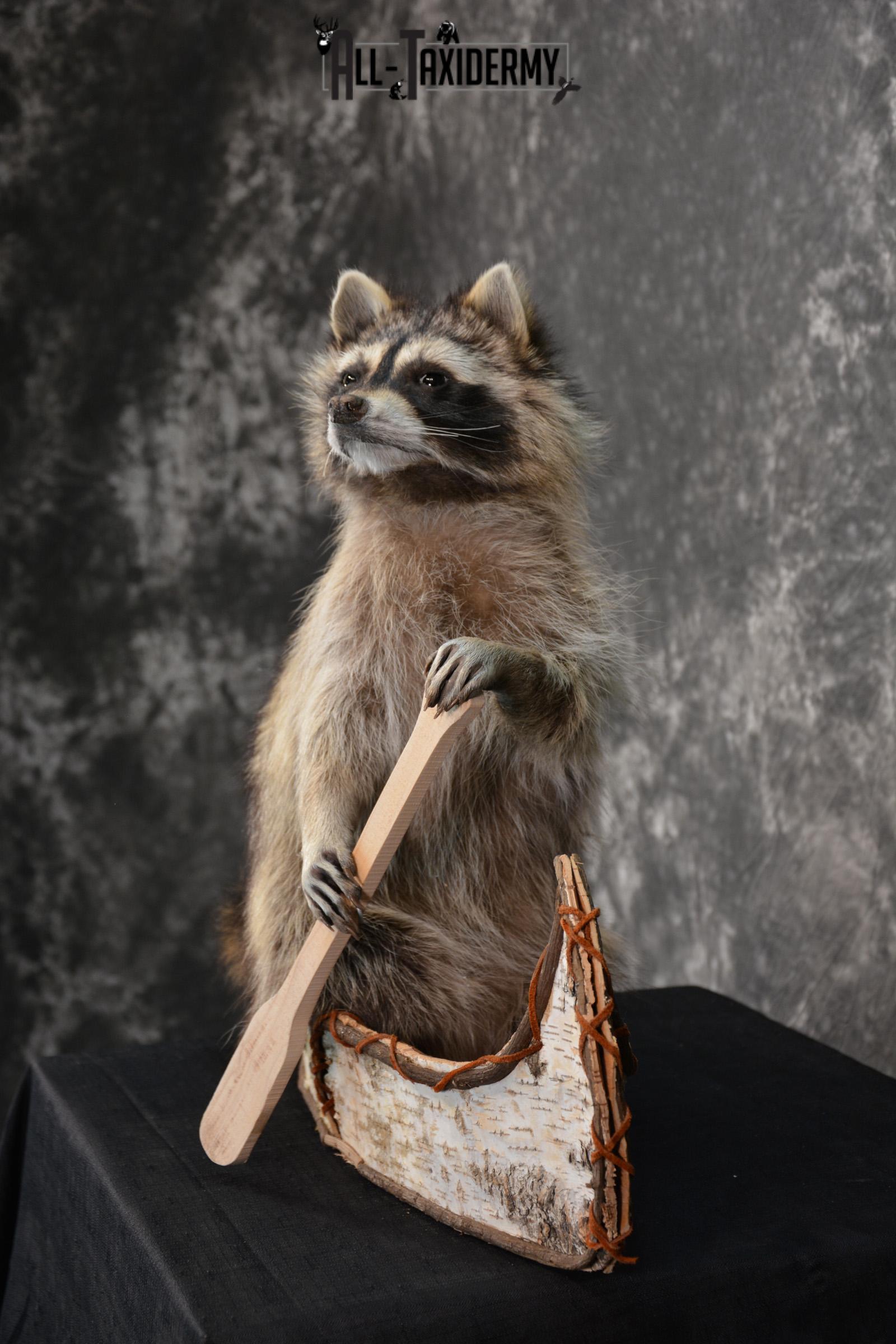 Raccoon in a canoe Taxidermy Mount for sale SKU 1497 - Image 4