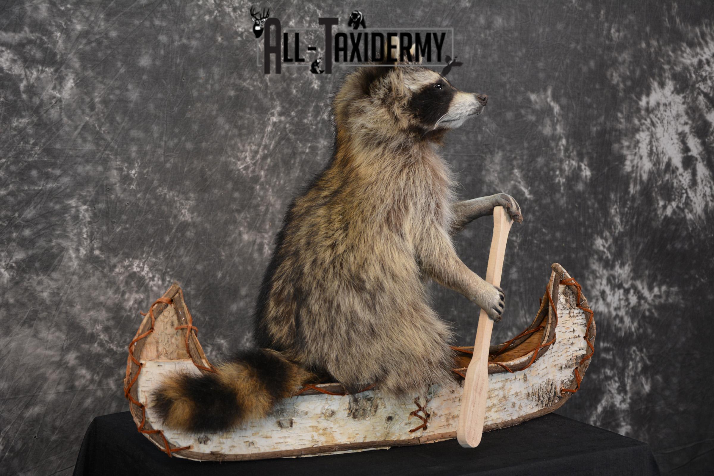 Raccoon in a canoe Taxidermy Mount for sale SKU 1497 - Image 3
