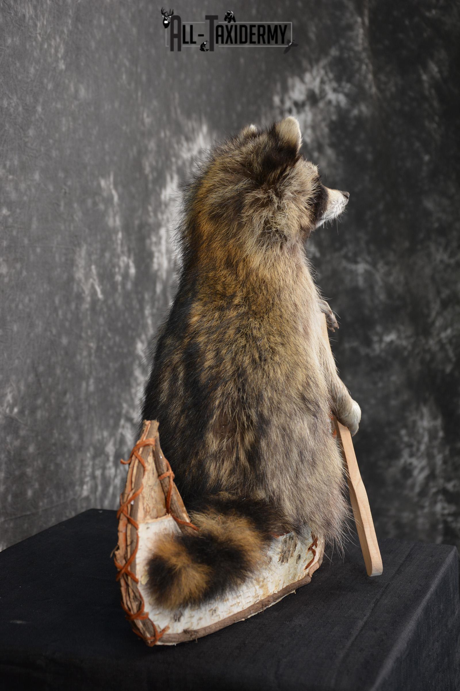 Raccoon in a canoe Taxidermy Mount for sale SKU 1497 - Image 2